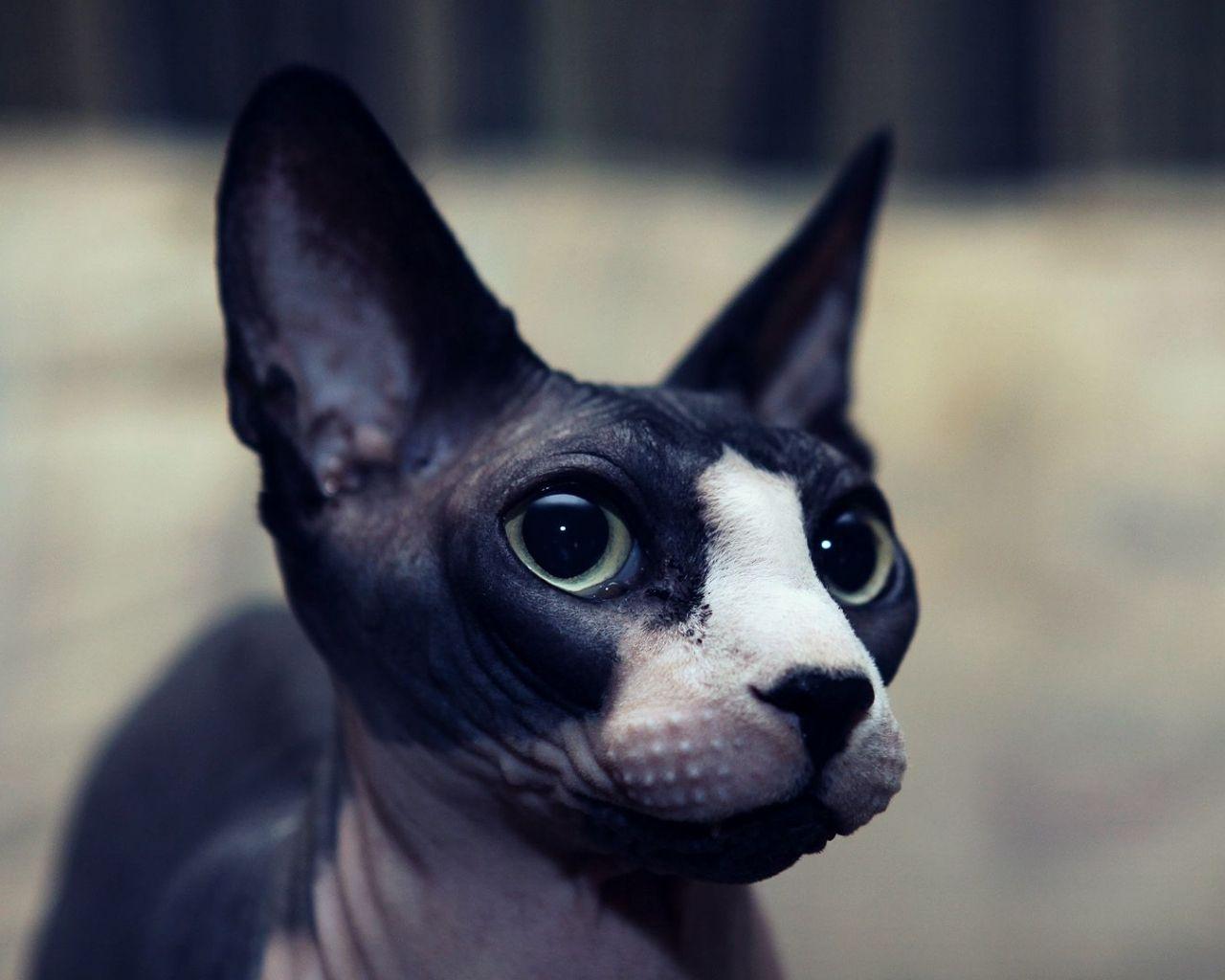 1280x1024 Free download Sphynx Cat Wallpaper 20 1920 X 1080 stmednet