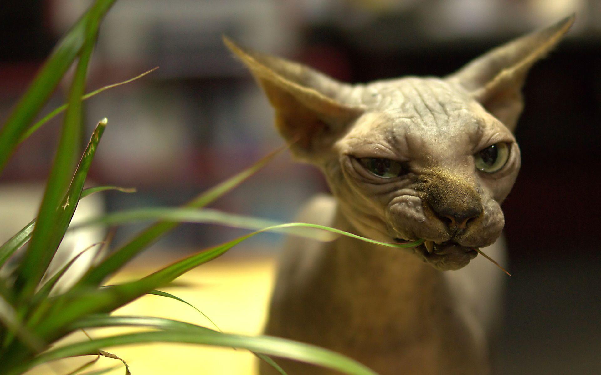 1920x1200 Cats! Cats! Cats
