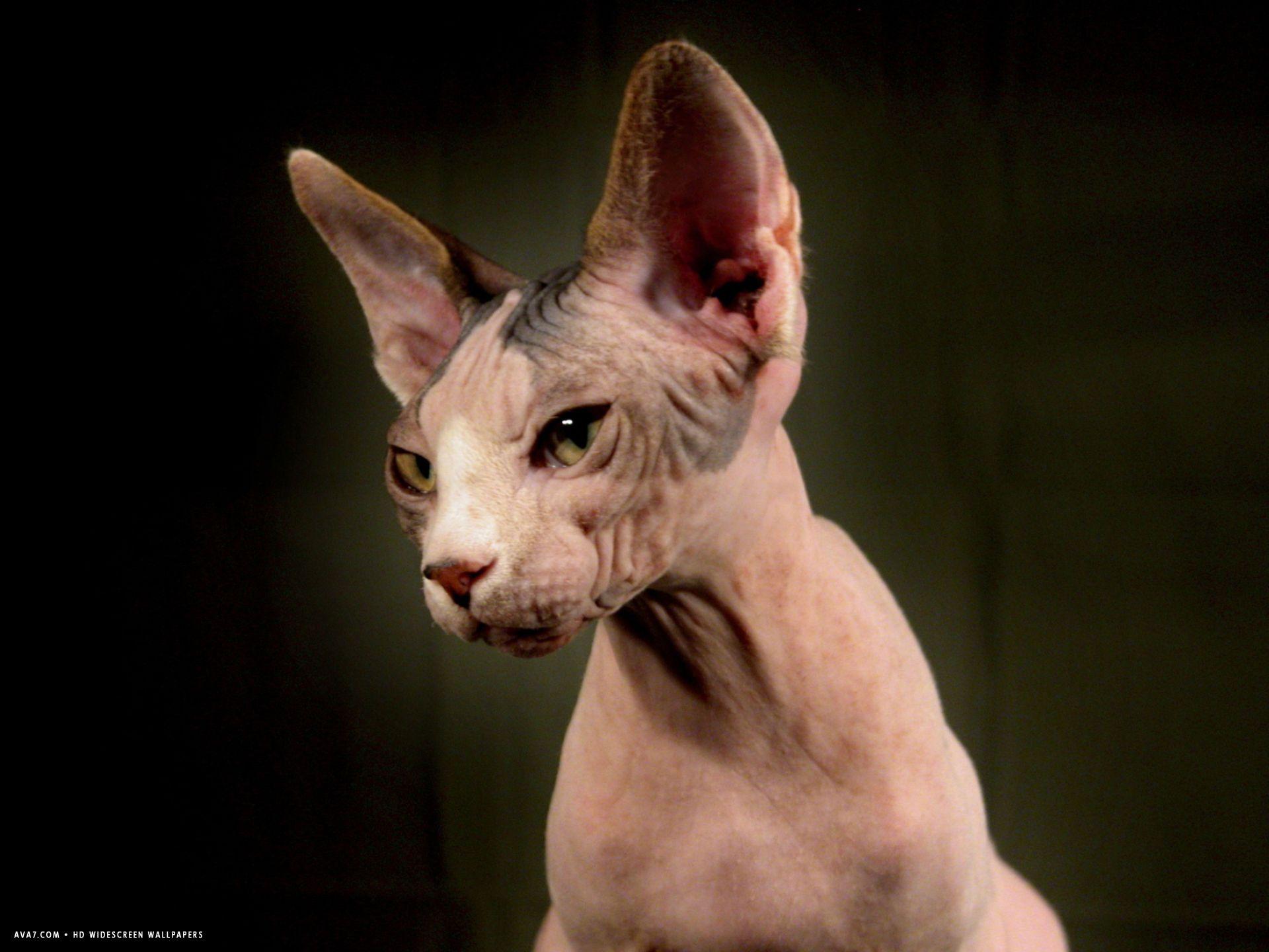 Sphynx Cat Wallpapers - Top Free Sphynx Cat Backgrounds - WallpaperAccess