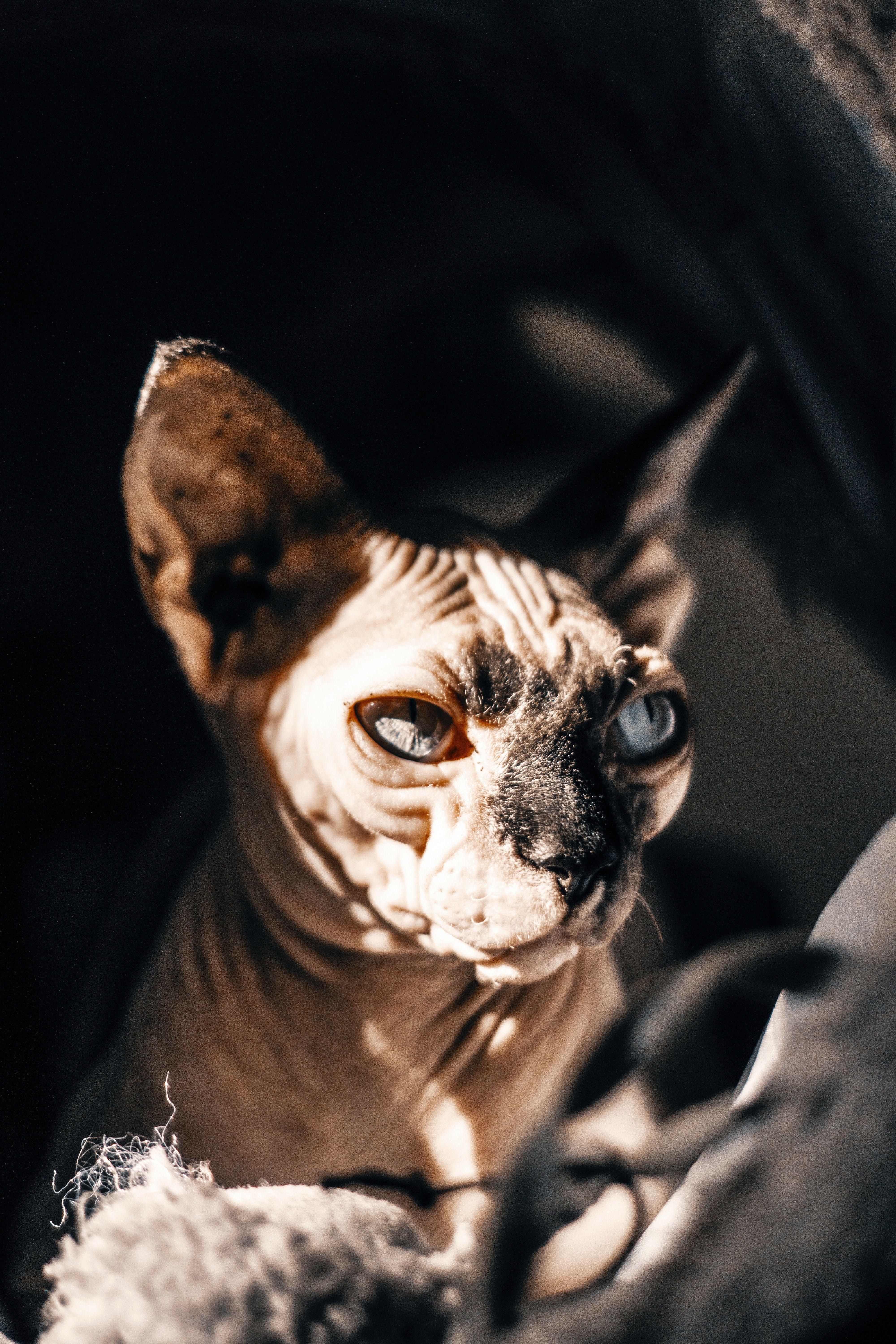 4000x6000 Photo of Sphynx cat · Free
