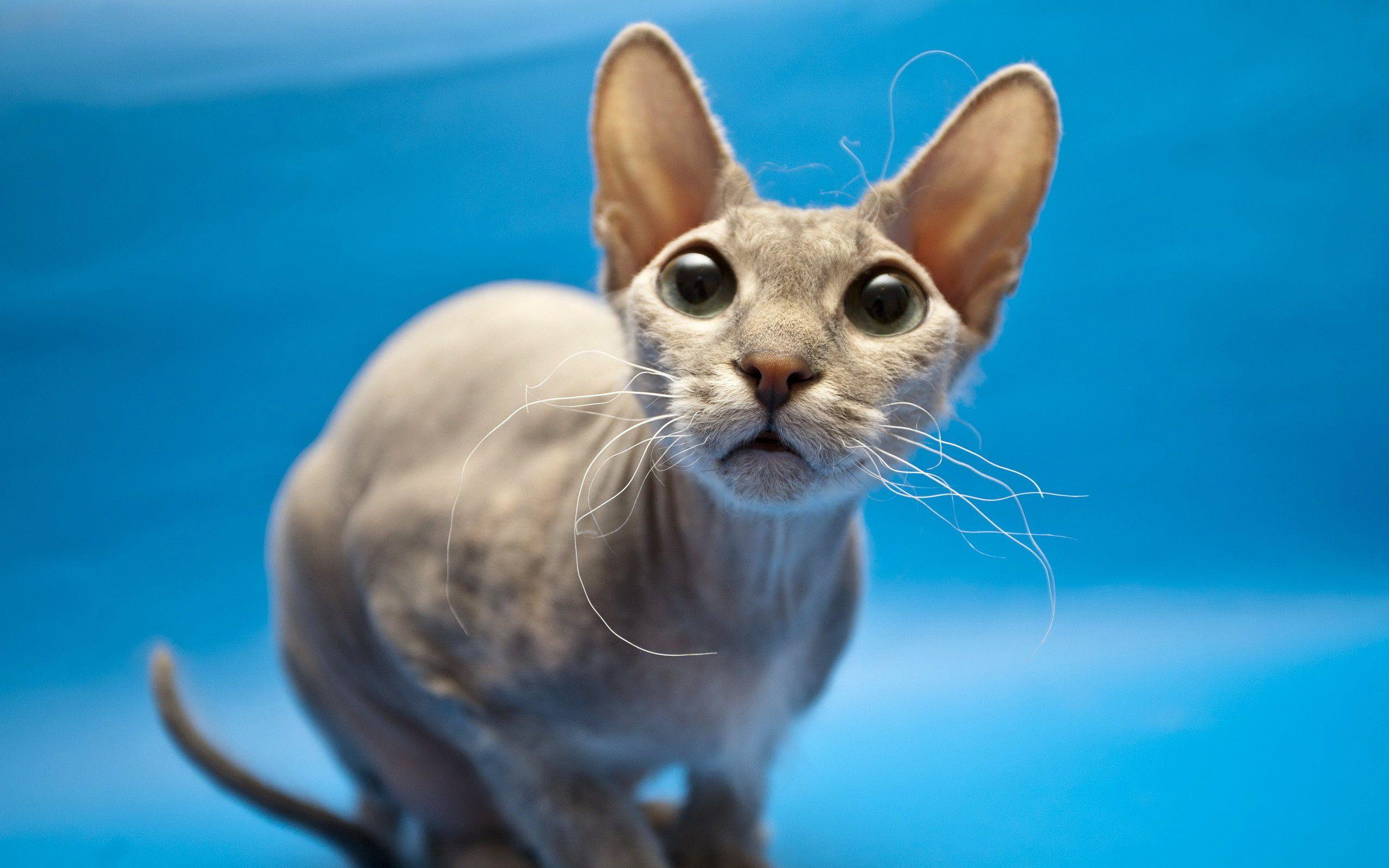 2560x1600 Sphynx. Sphynx cat, Fluffy cat breeds, Sphynx