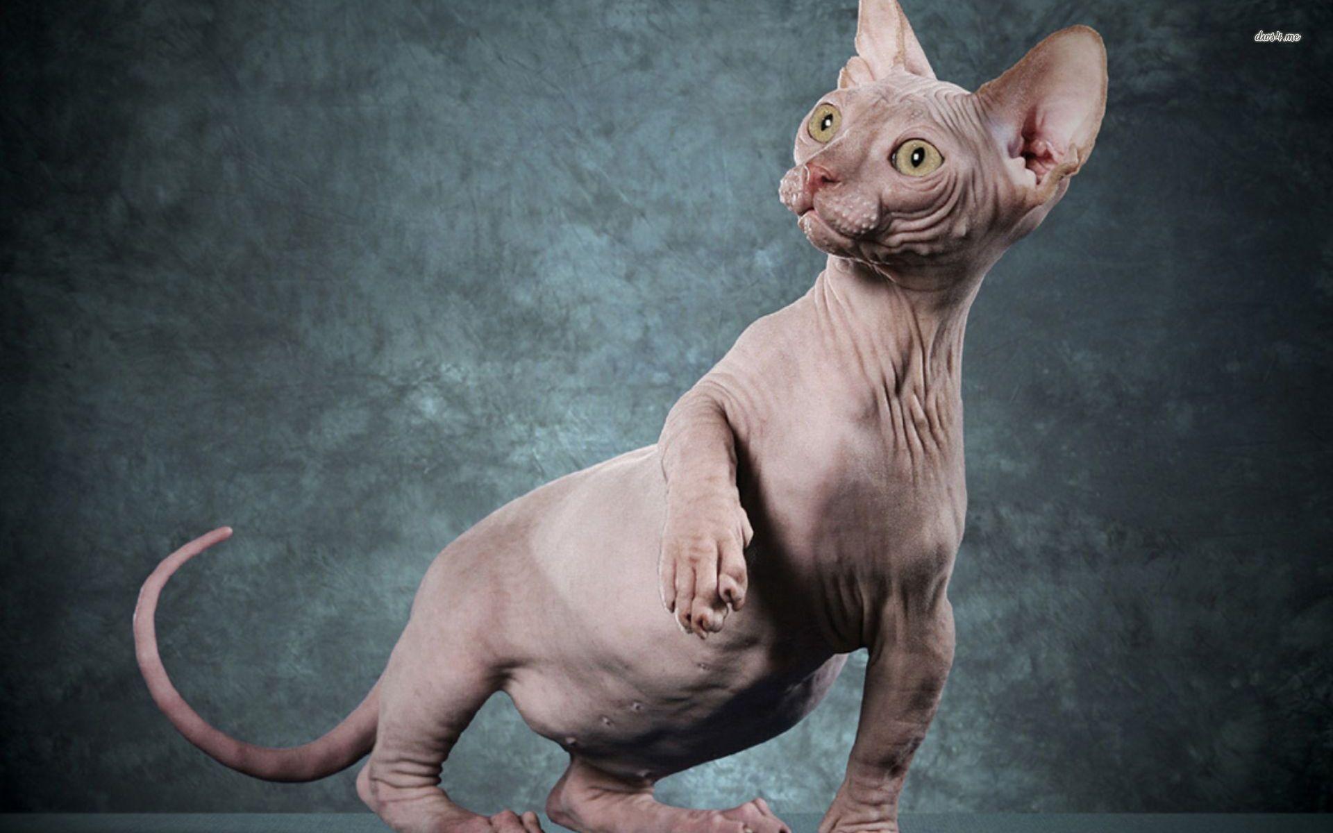 1920x1200 Sphynx Cat Wallpaper Cat, HD Wallpaper & background