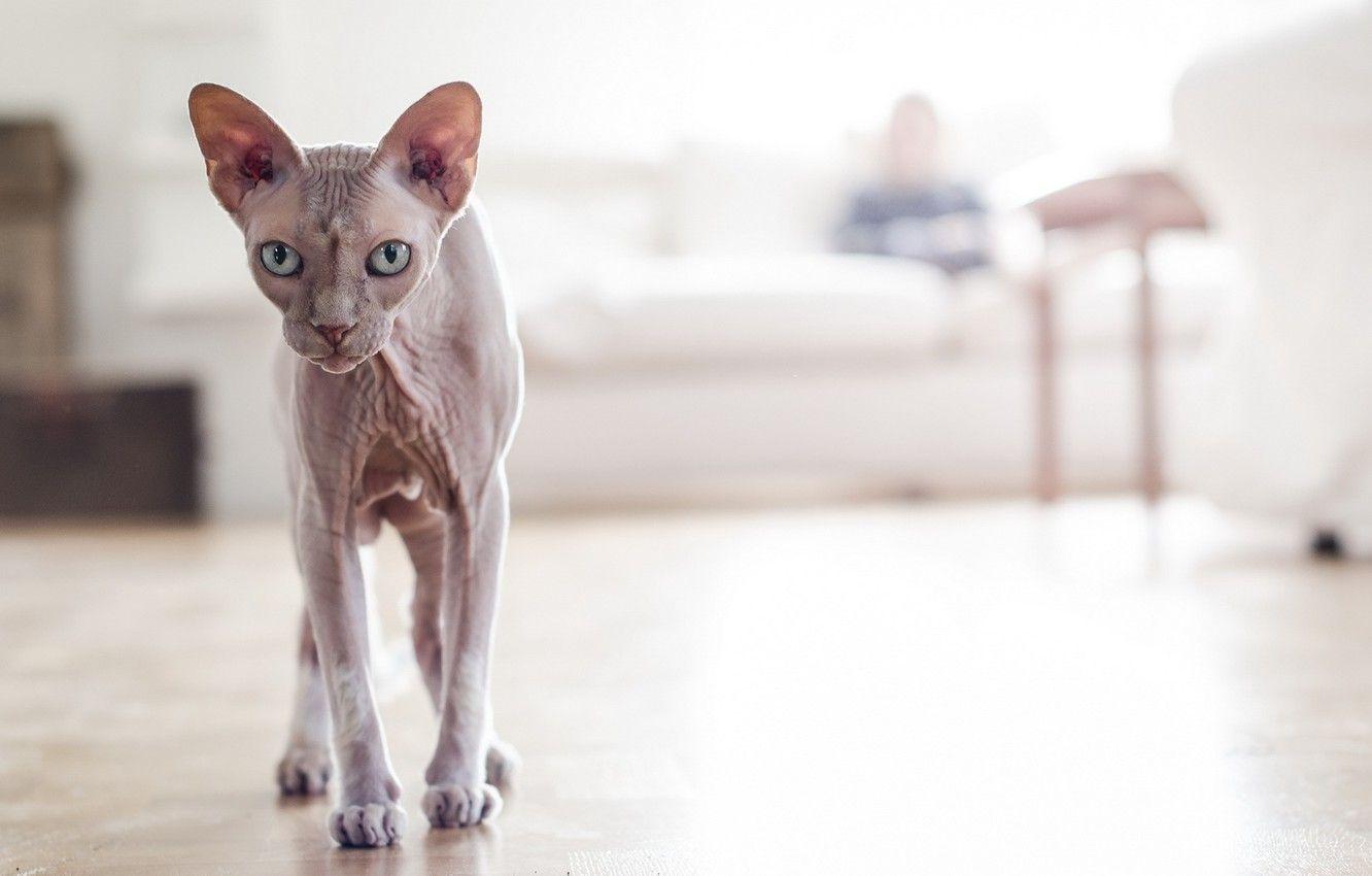 1332x850 Wallpaper cat, sphynx, hairless image for desktop, section кошки