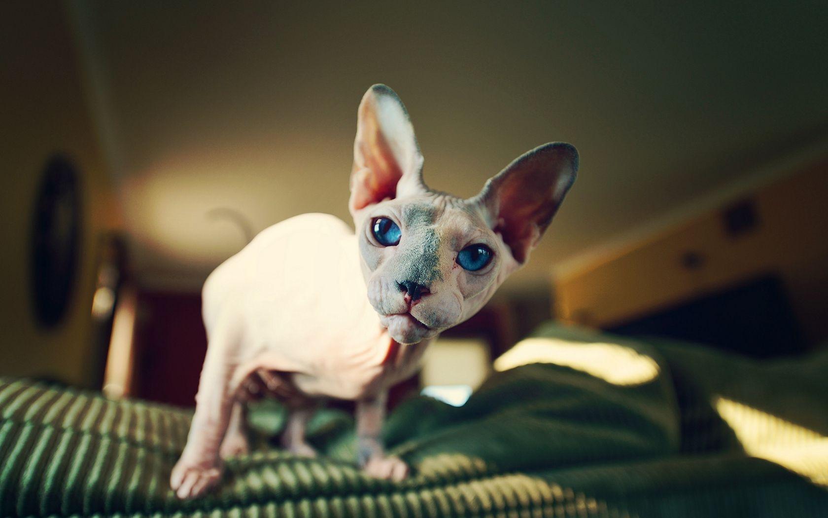 1680x1050 Download wallpaper 1680x1050 sphynx, cat, bald, look widescreen 16