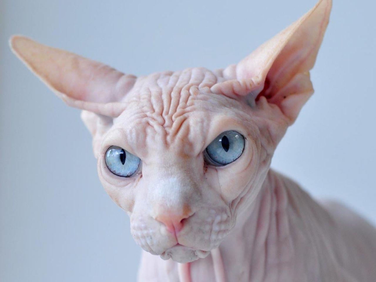 1280x960 Sphynx Cat Wallpaper