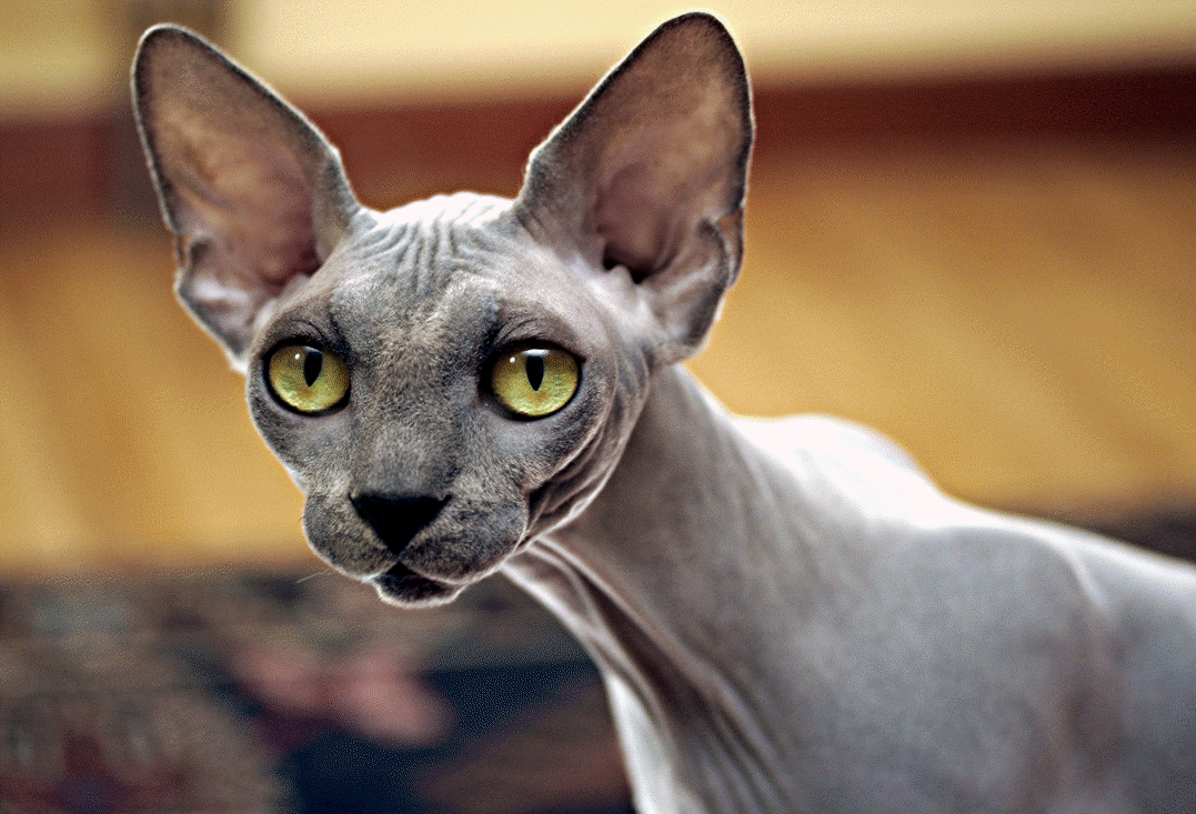 1077x733 Bonny Sphynx photo and wallpaper. Beautiful Bonny Sphynx picture