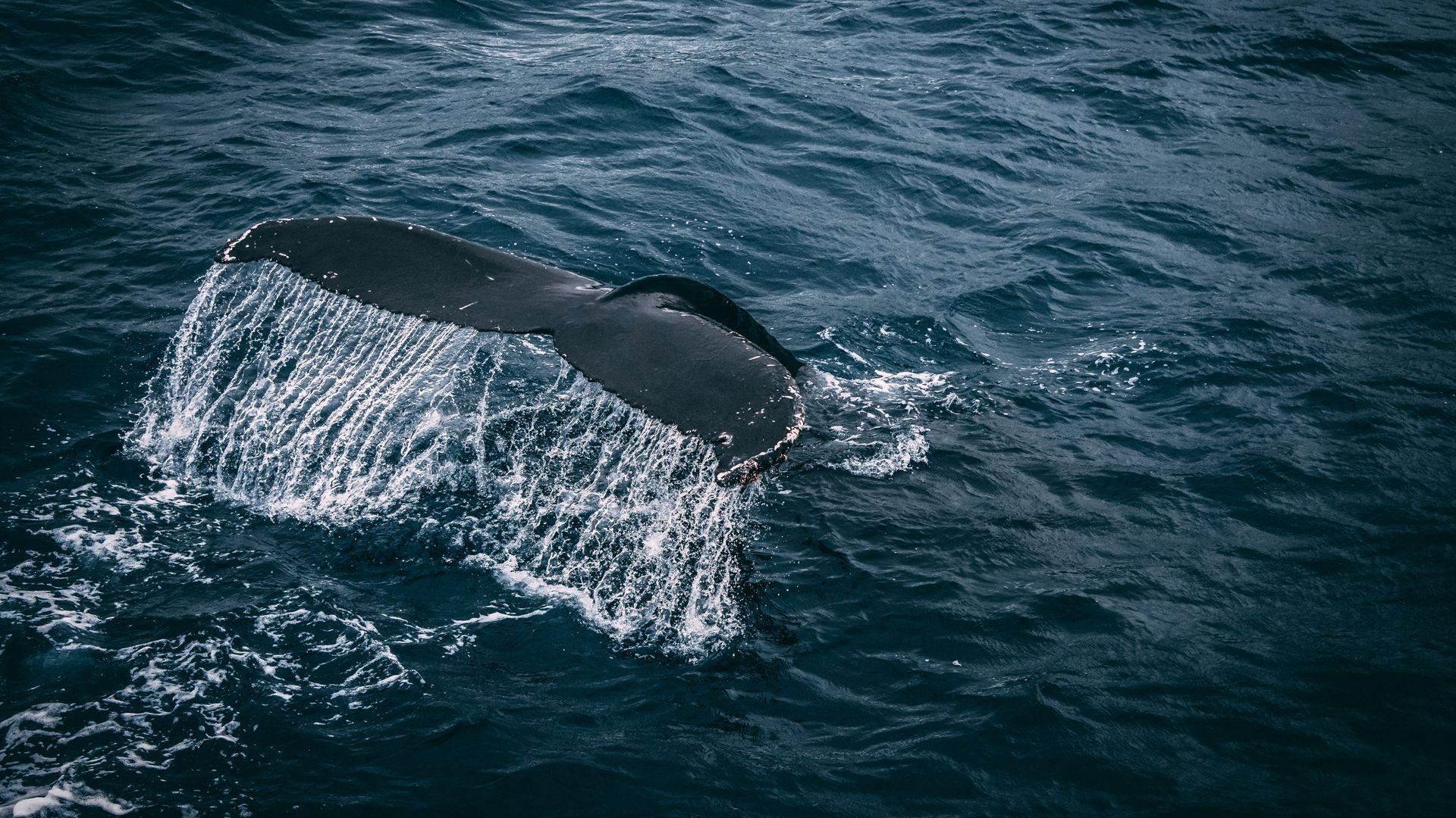 1920x1080 Whale Tail above Water Surface Wallpaper