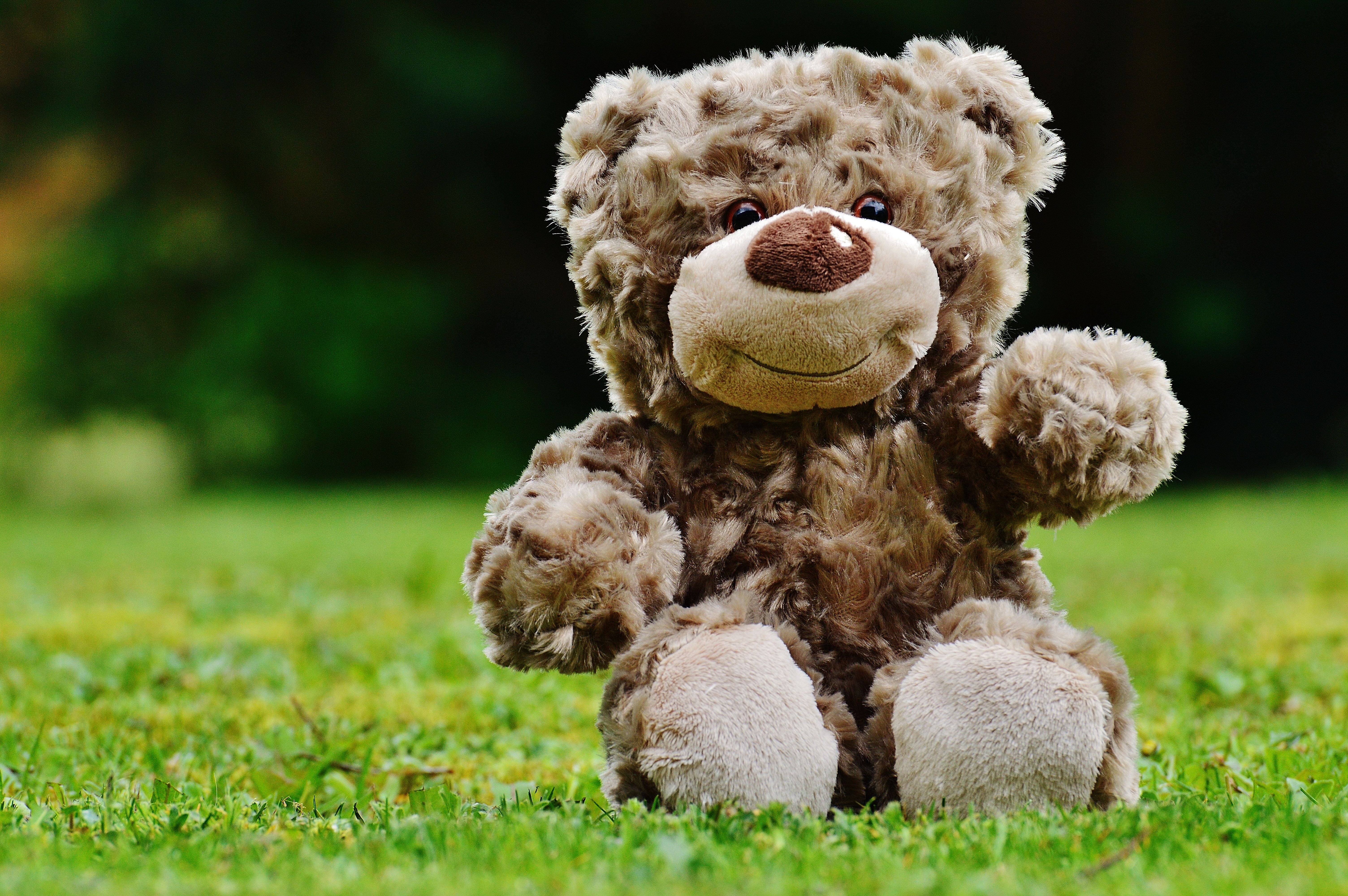 6016x4000 Free Image : sweet, flower, cute, child, teddy bear, textile, toys, bears, plush, stuffed animal, cuddly, soft toy, stuffed toy 6016x4000