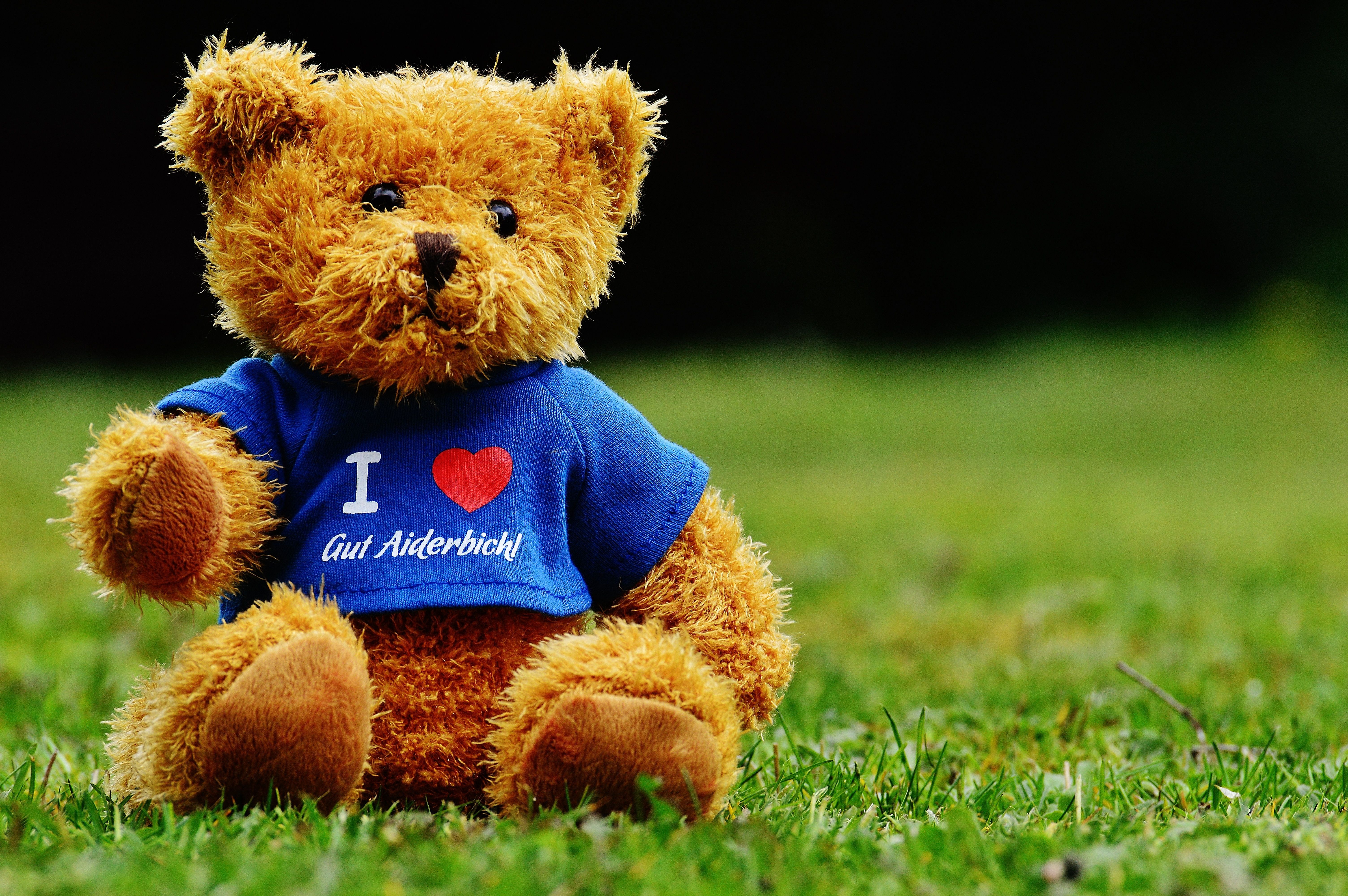 6016x4000 Free Image : grass, sweet, cute, teddy bear, children, animals, toys, funny, sanctuary, plush, stuffed animal, soft toy, t shirt, stuffed toy, good aiderbichl 6016x4000