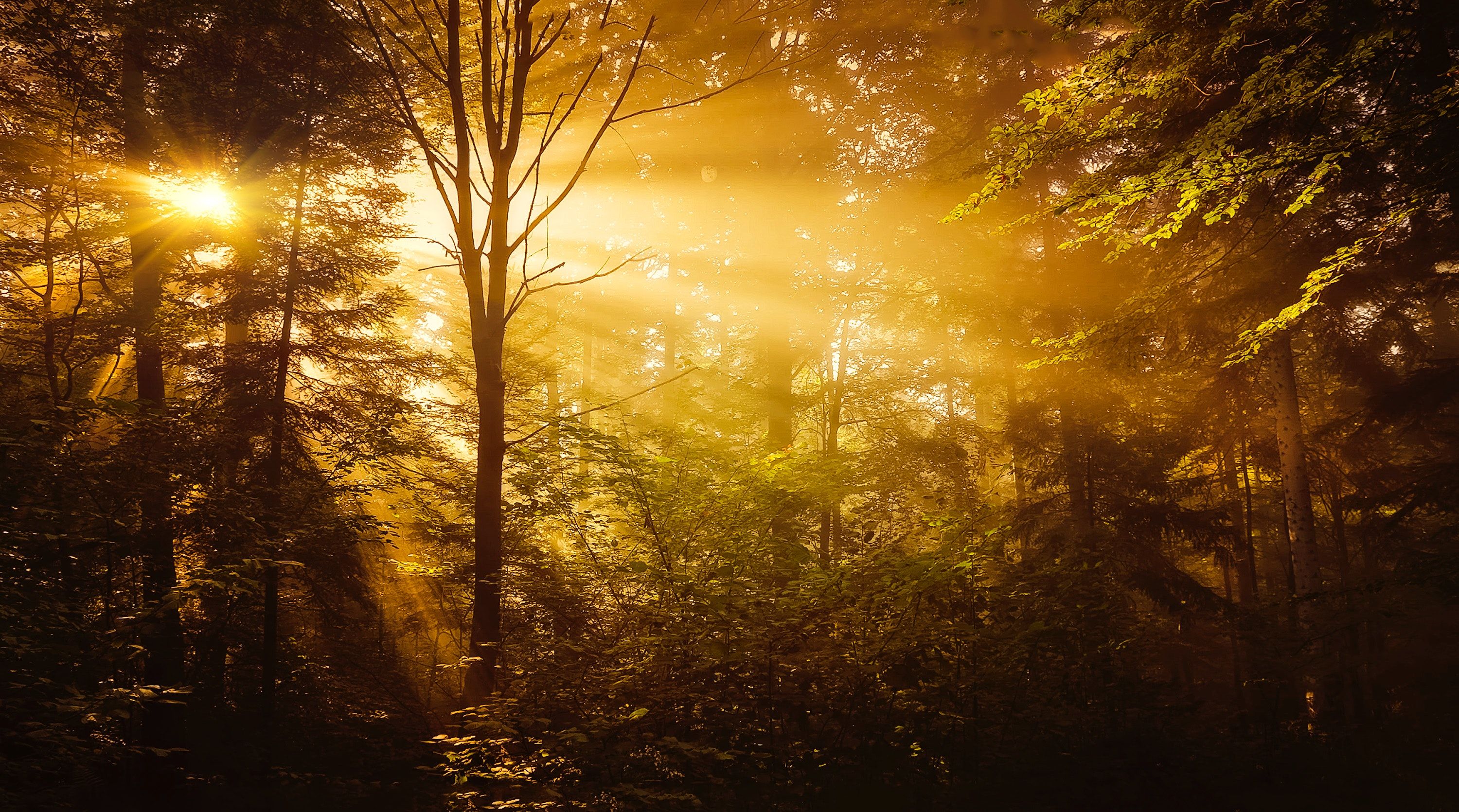 3000x1670 Free Image : nature, yellow, woodland, sun, vegetation, atmosphere, sunlight, morning, light, leaf, tree, sky, autumn, deciduous, branch, sunrise, evening, landscape, computer wallpaper, grass, dawn, darkness, night, old growth forest, temperate broadleaf
