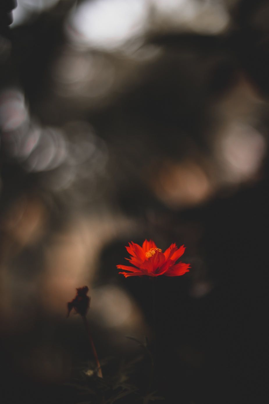 925x1388 Browse Free HD Image of A Red Flower Against A Blurry Bokeh Background
