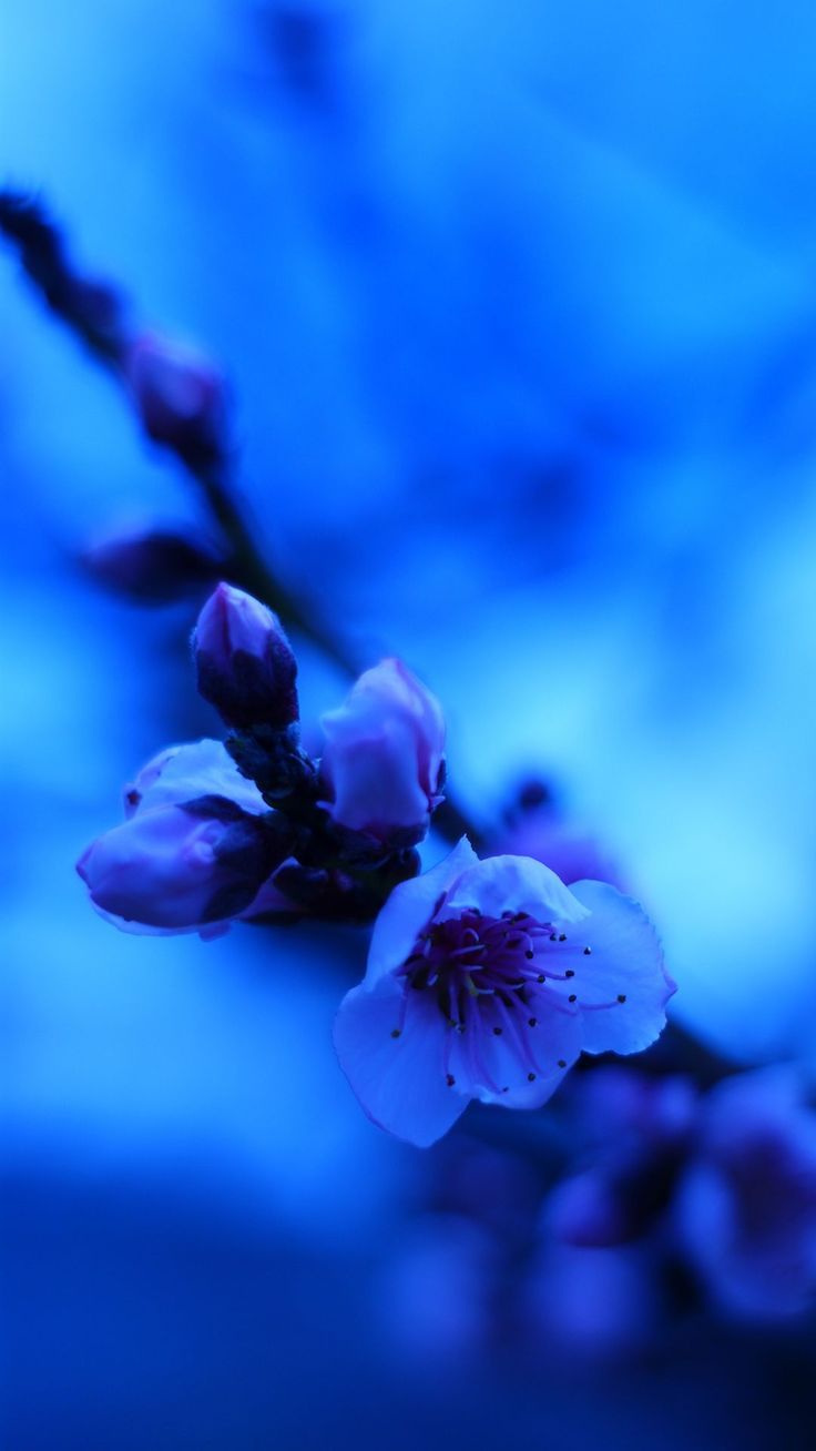 736x1308 Wallpaper sakura, flowers, bud, blue, blur, Flowers 4K by Cena Kregel. Download wallpaper sakura, flowers, bud, blue, blur for free