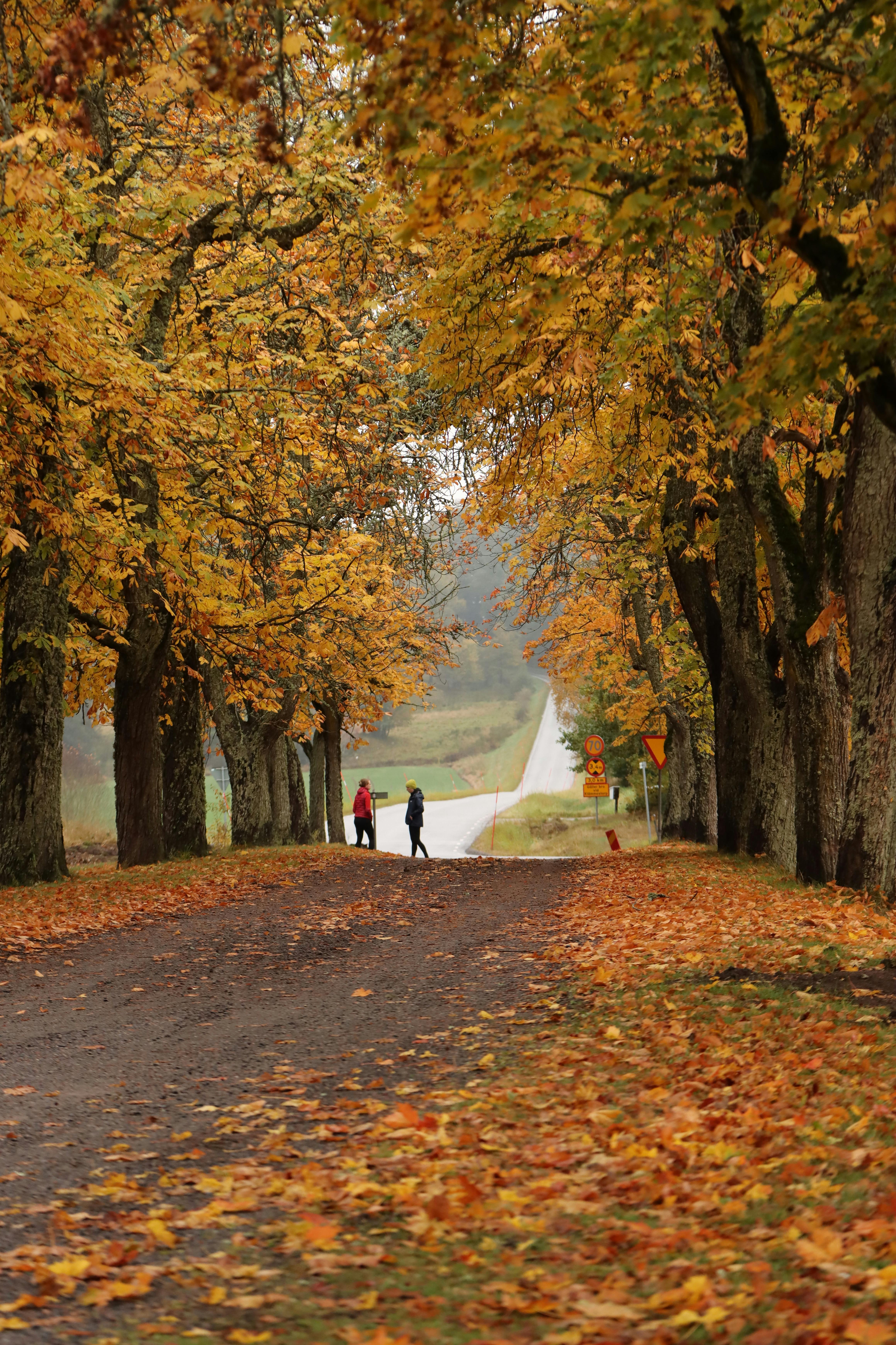 4640x6960 Autumn In Sweden Photo, Download The BEST Free Autumn In Sweden & HD Image