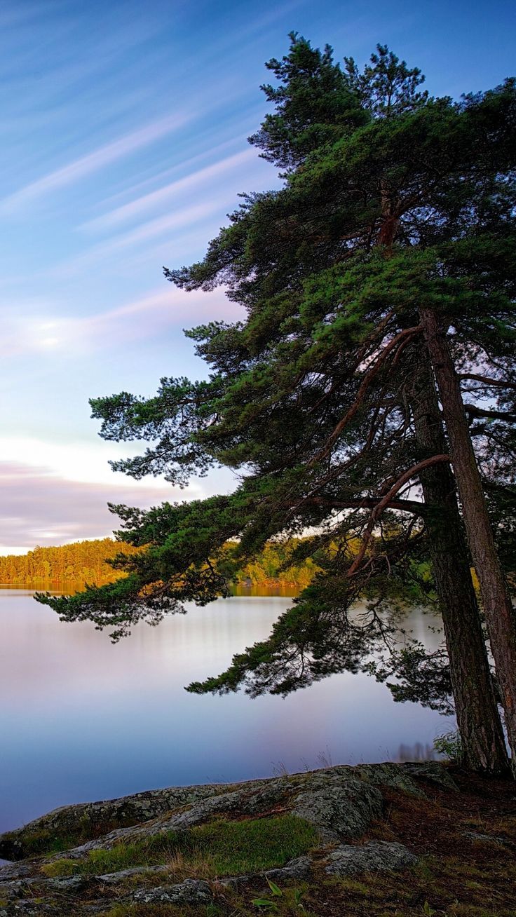 736x1308 Sweden Lakes Trees iPhone 8 Wallpaper