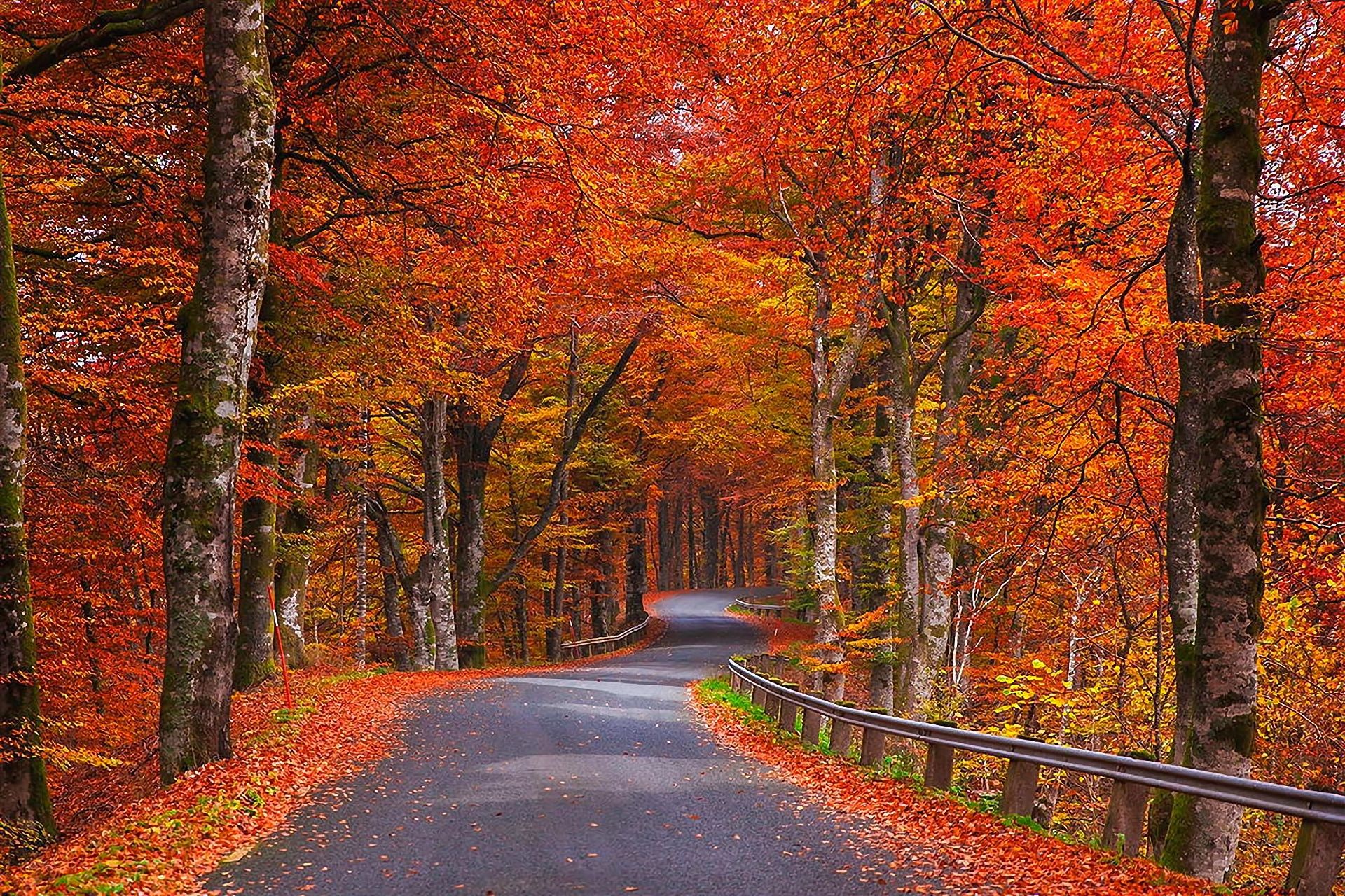 1920x1280 nature, Autumn, Trees, Foliage, Road, Sweden Wallpaper HD / Desktop and Mobile Background