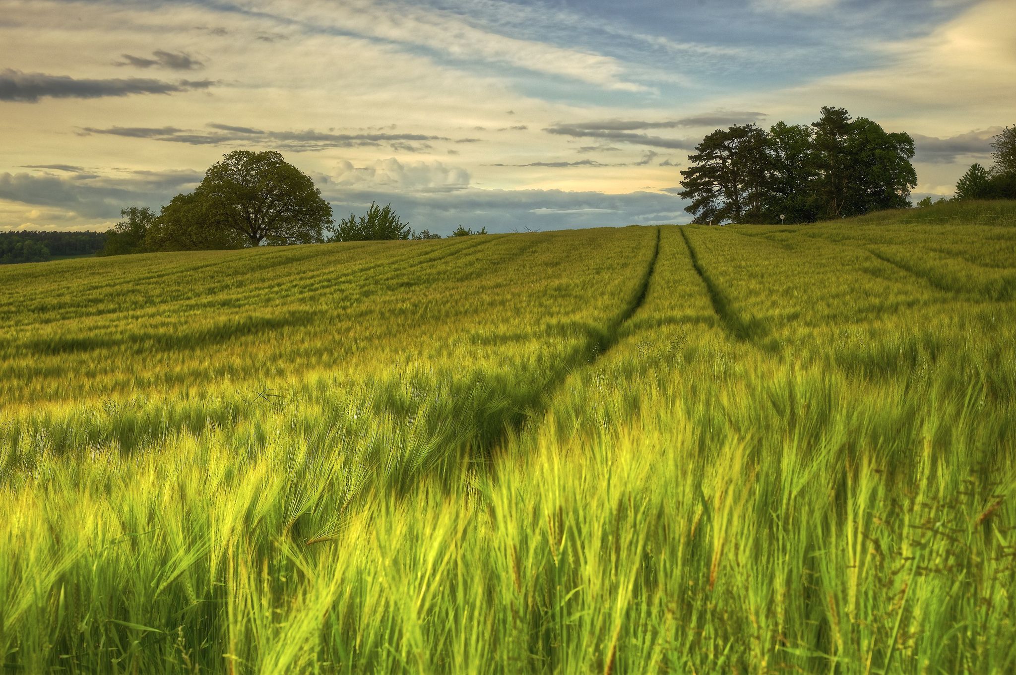 2048x1361 Wallpaper field, summer, nature, the evening, Sweden for mobile and desktop, section природа, resolution 2048x1361