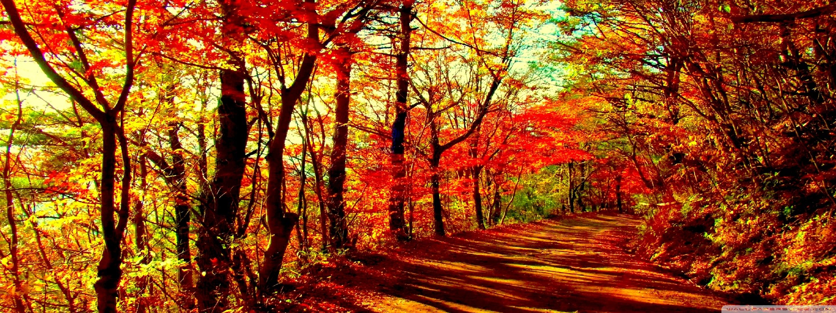 2880x1080 Autumn Forest 4K UHD Wallpaper for UltraHD Desktop and TV : Dual Monitor : Smartphone and Tablet Devices