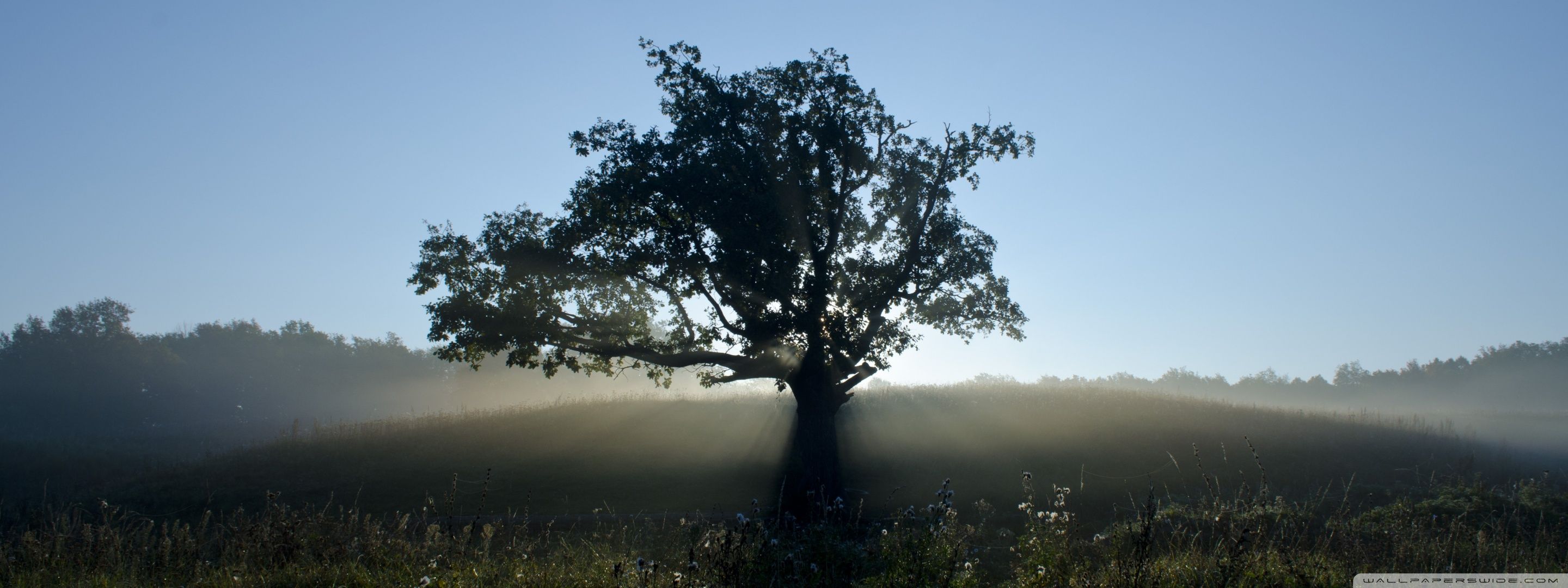 2880x1080 Lone Tree 4K UHD Wallpaper for UltraHD Desktop and TV : Widescreen and UltraWide Display : Dual Monitor : Smartphone and Tablet Devices