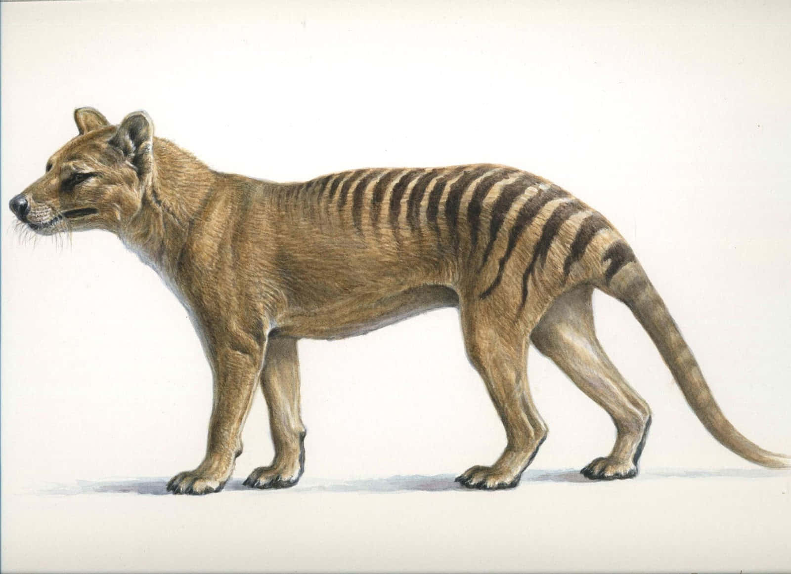 1600x1162 Download Tasmanian Tiger Illustration Wallpaper