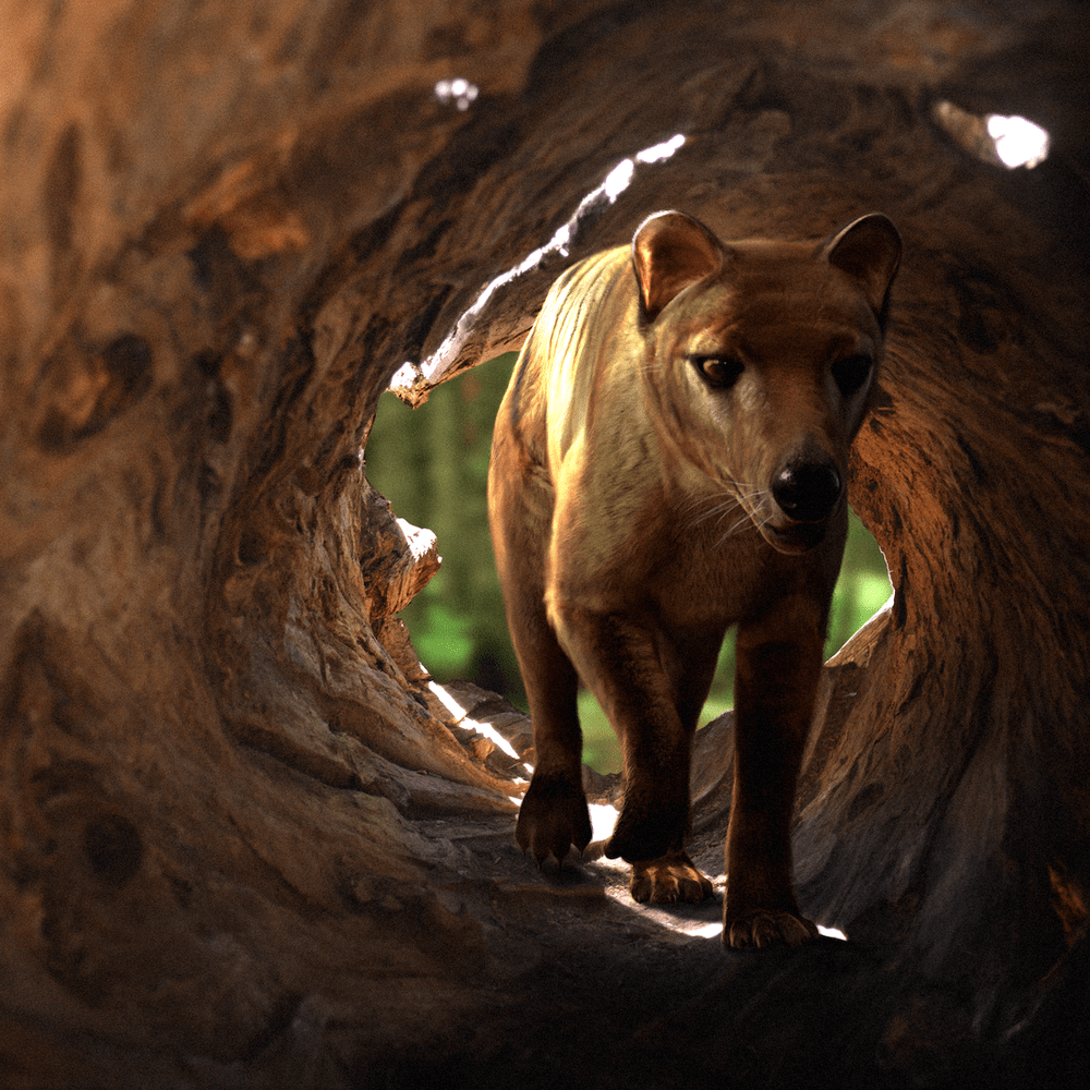 1000x1000 De Extinction Company Aims To Resurrect The Tasmanian Tiger