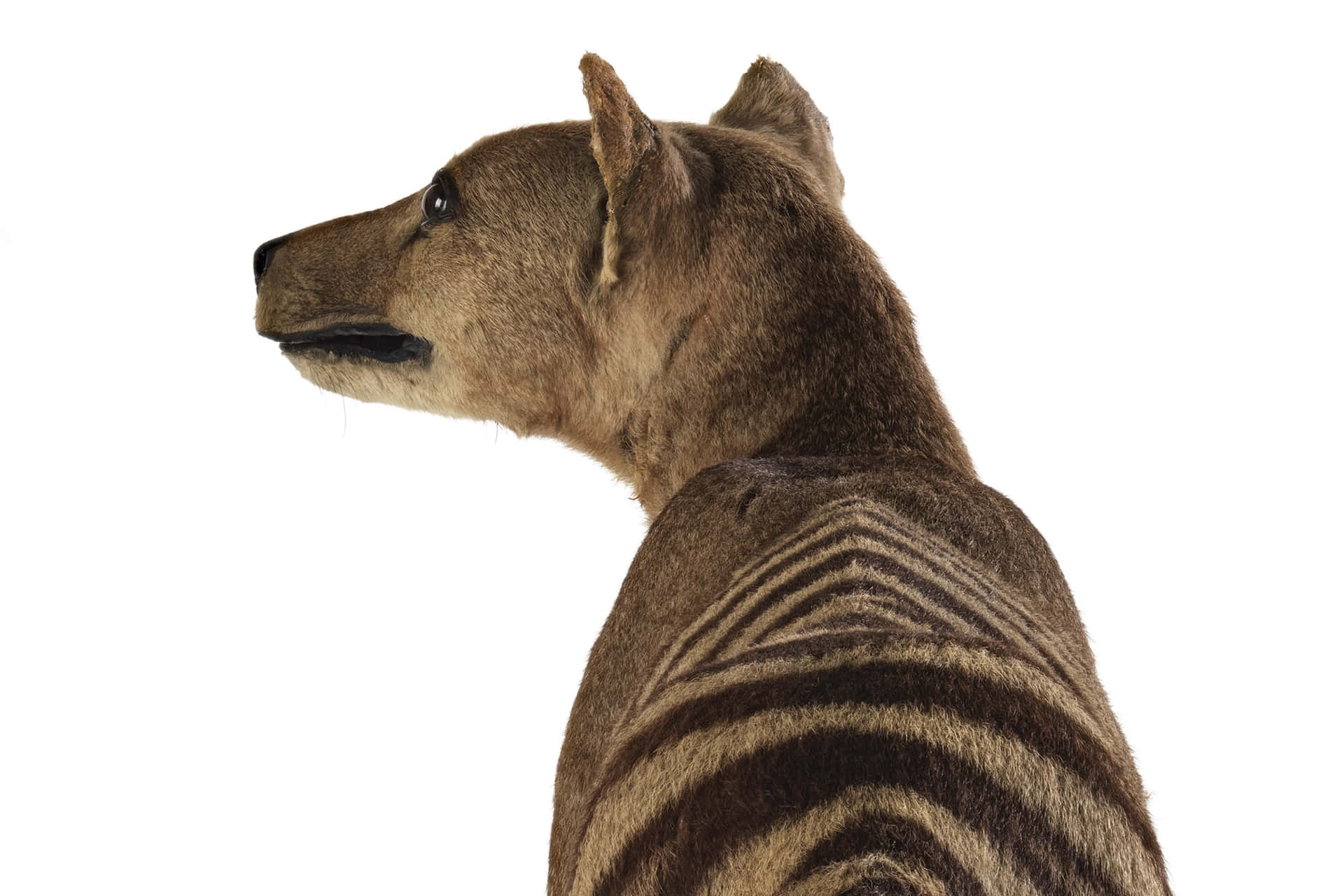 1920x1280 Download Tasmanian Tiger Profile View Wallpaper