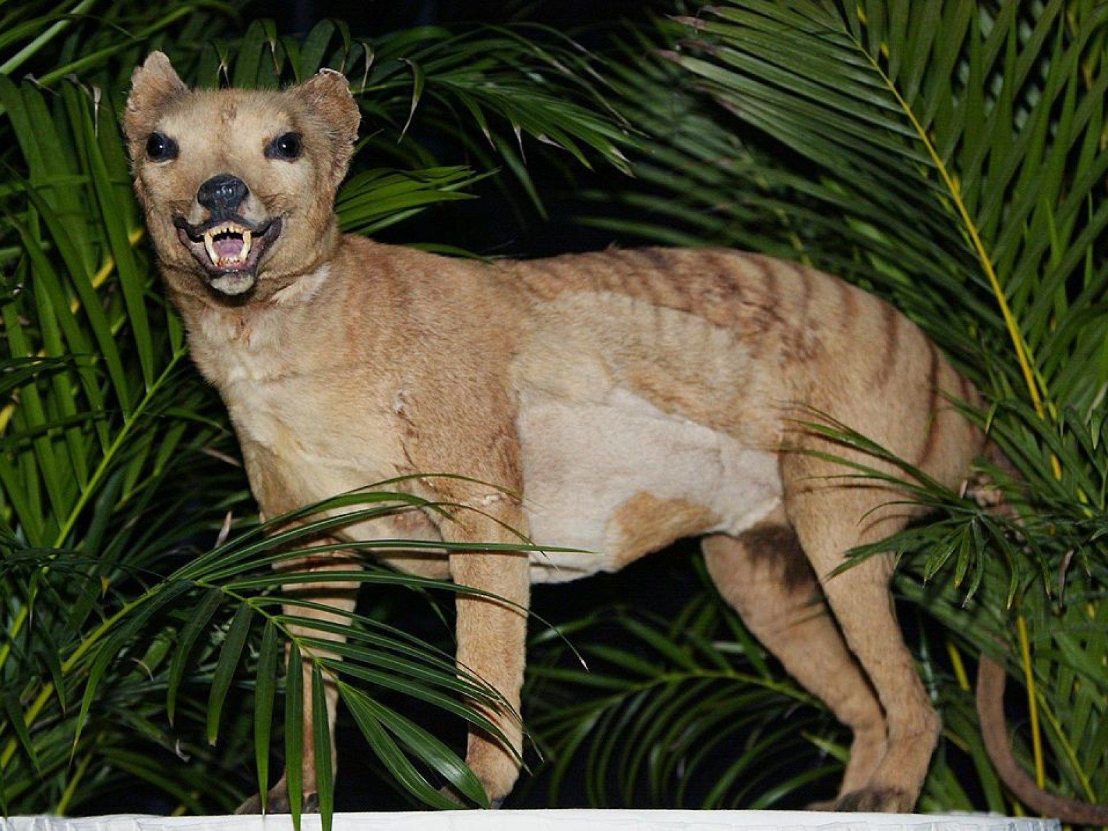 1600x1200 Tasmanian Tiger May Have Still Been Alive in the Late 1980s or Even in the 21st Century, Study Suggests
