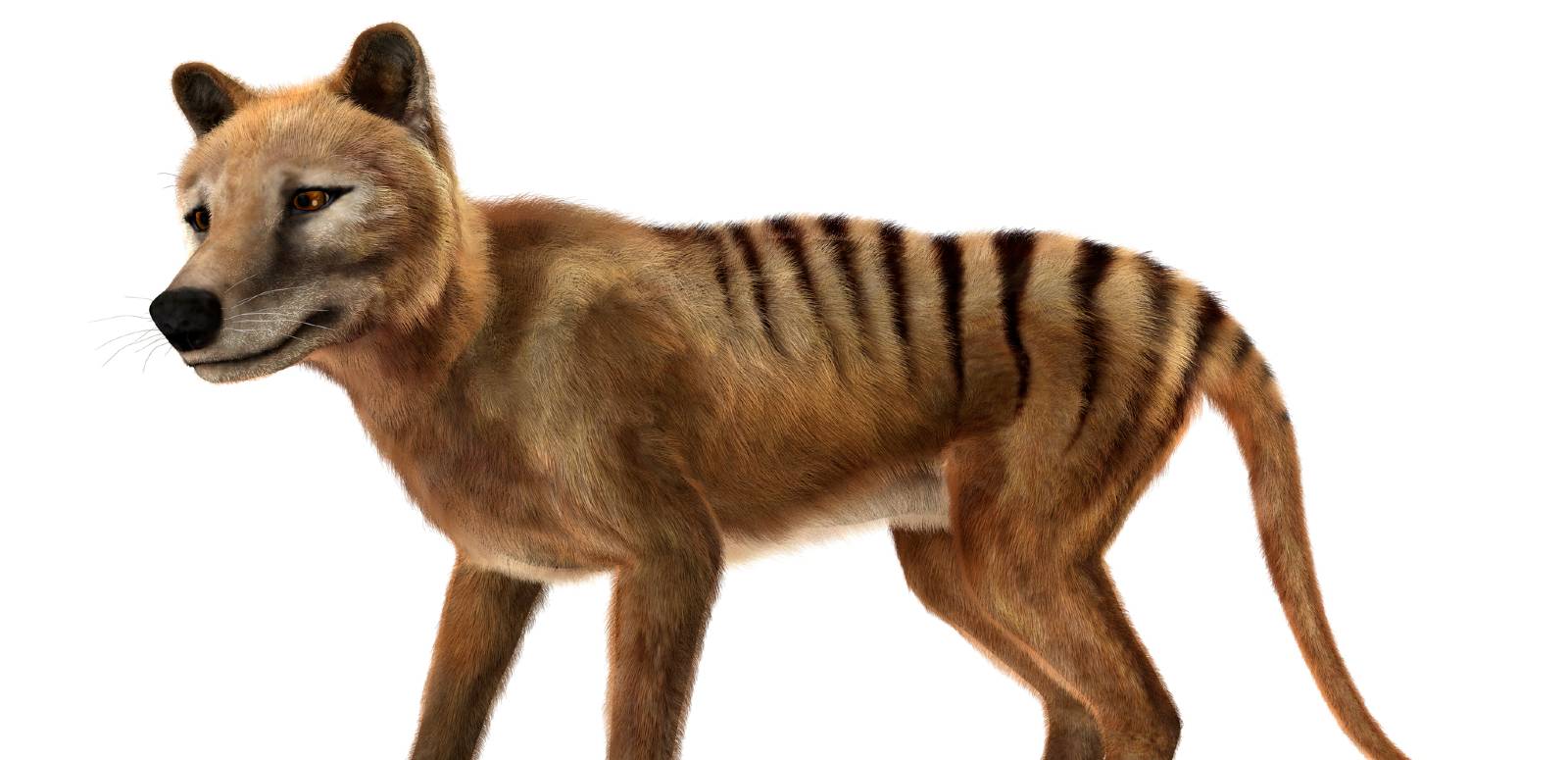 1600x775 Tasmanian tiger: colourised footage of the last thylacine