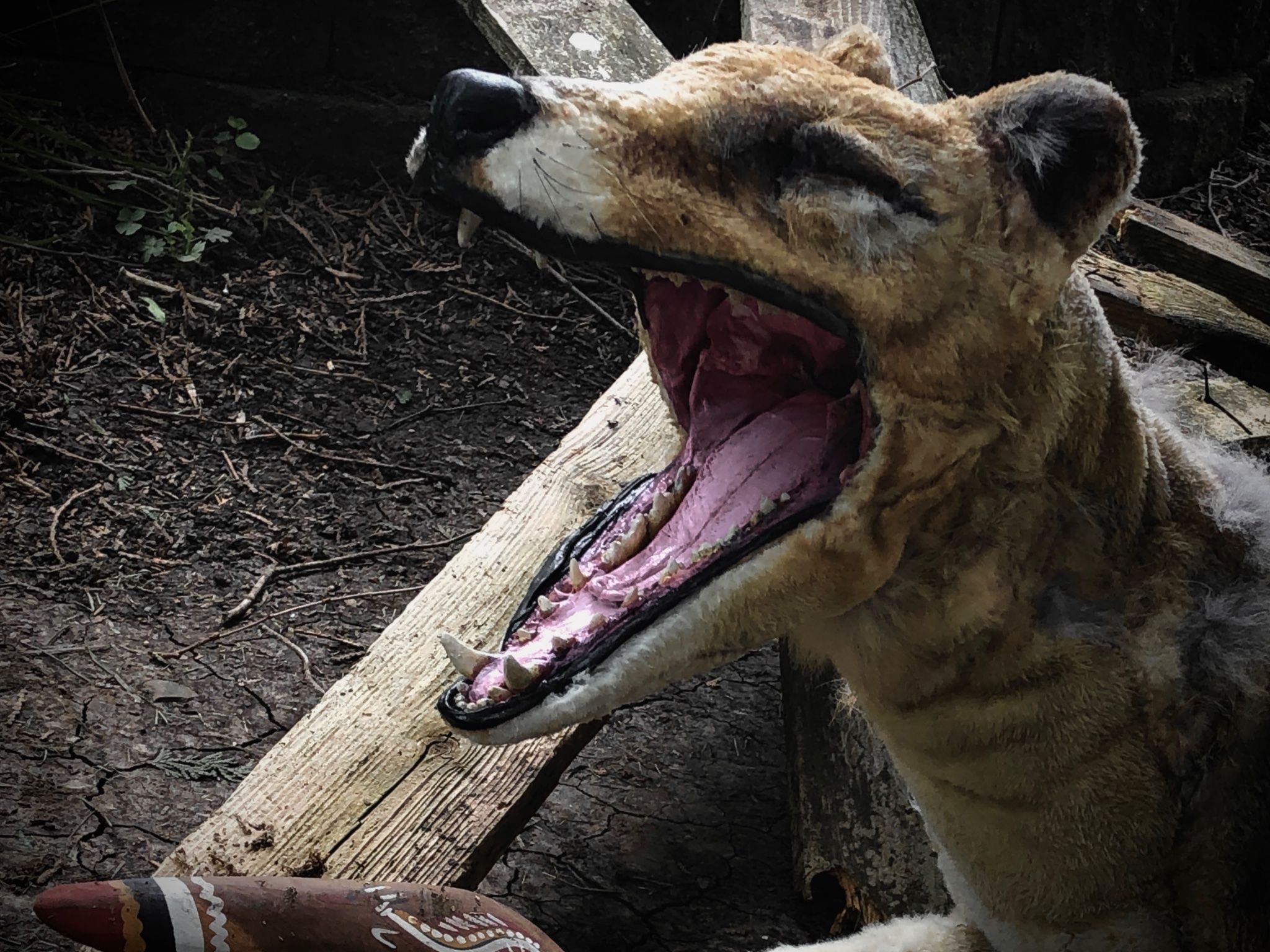 2048x1536 A Life Sized Model Of A Thylacine AKA The Tasmanian Tiger