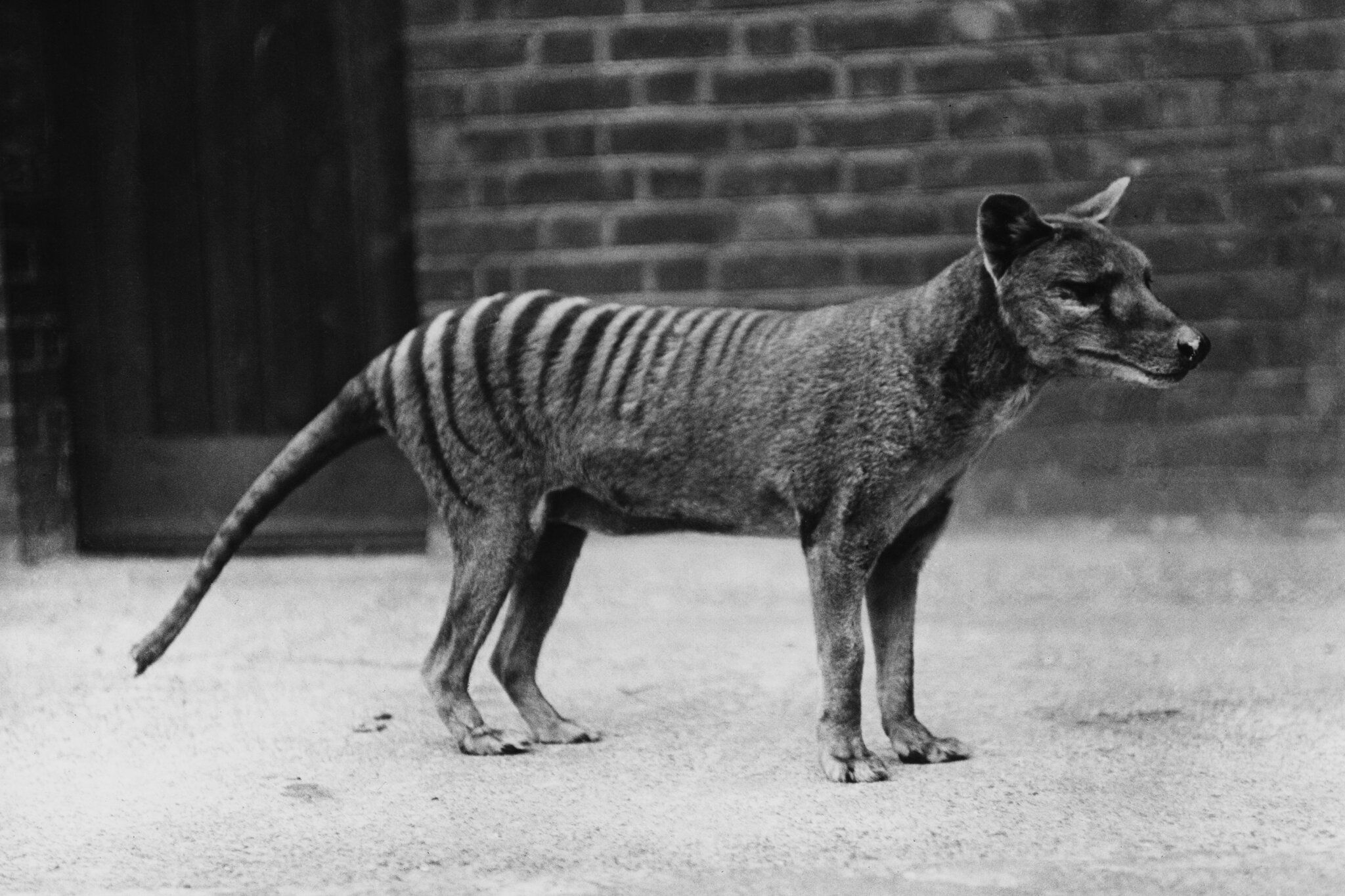 2048x1365 Tasmanian Tigers Are Extinct. Why Do People Keep Seeing Them?