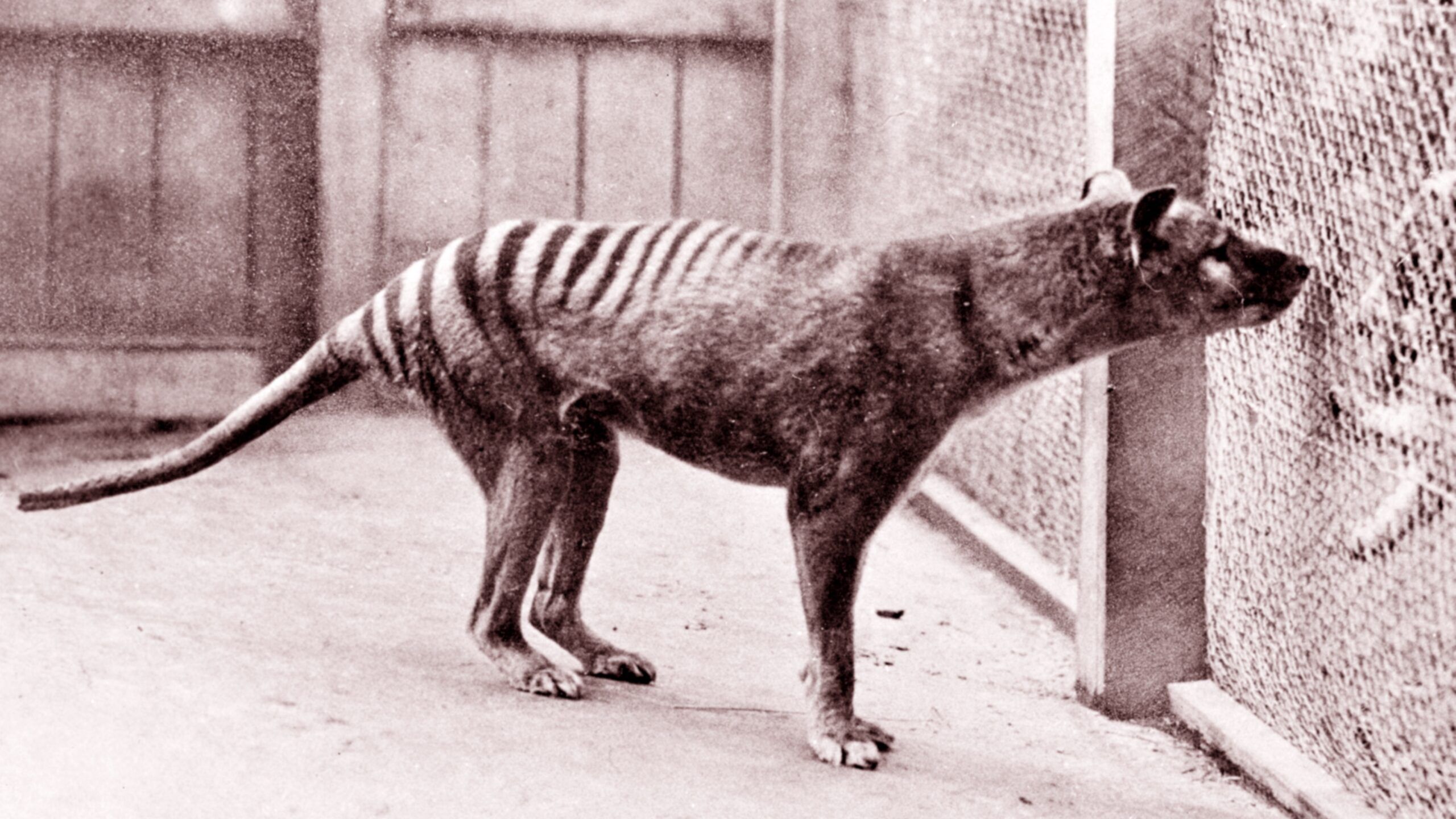 2560x1440 A plan to bring the Tasmanian tiger back from extinction raises questions