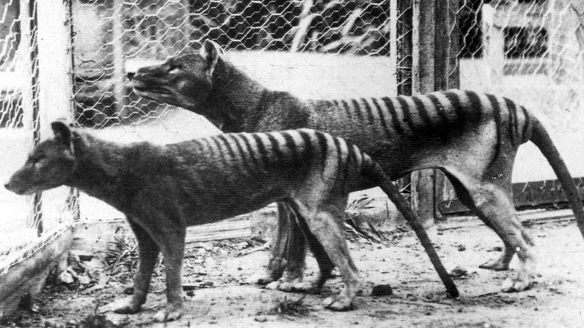 1920x1080 A Texas tech company wants to resurrect the Tasmanian tiger
