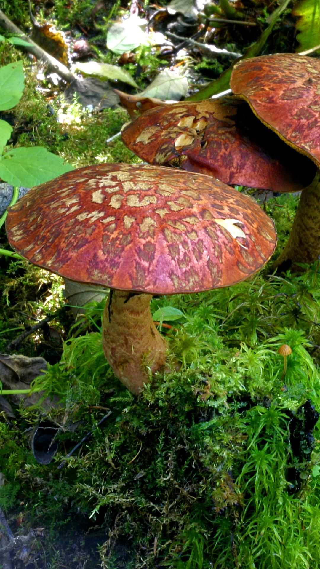 1080x1920 Fungi Wallpaper