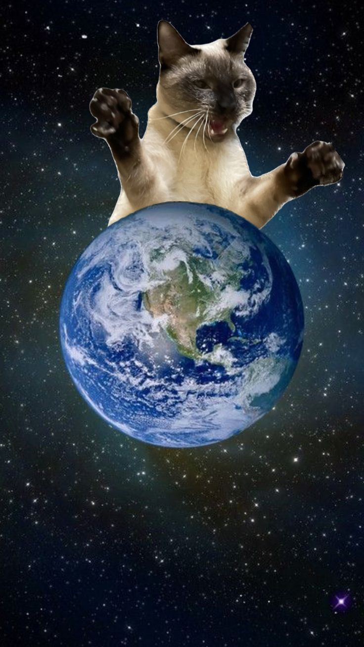 736x1308 Cat on Earth. Alien cat wallpaper, Green space cat