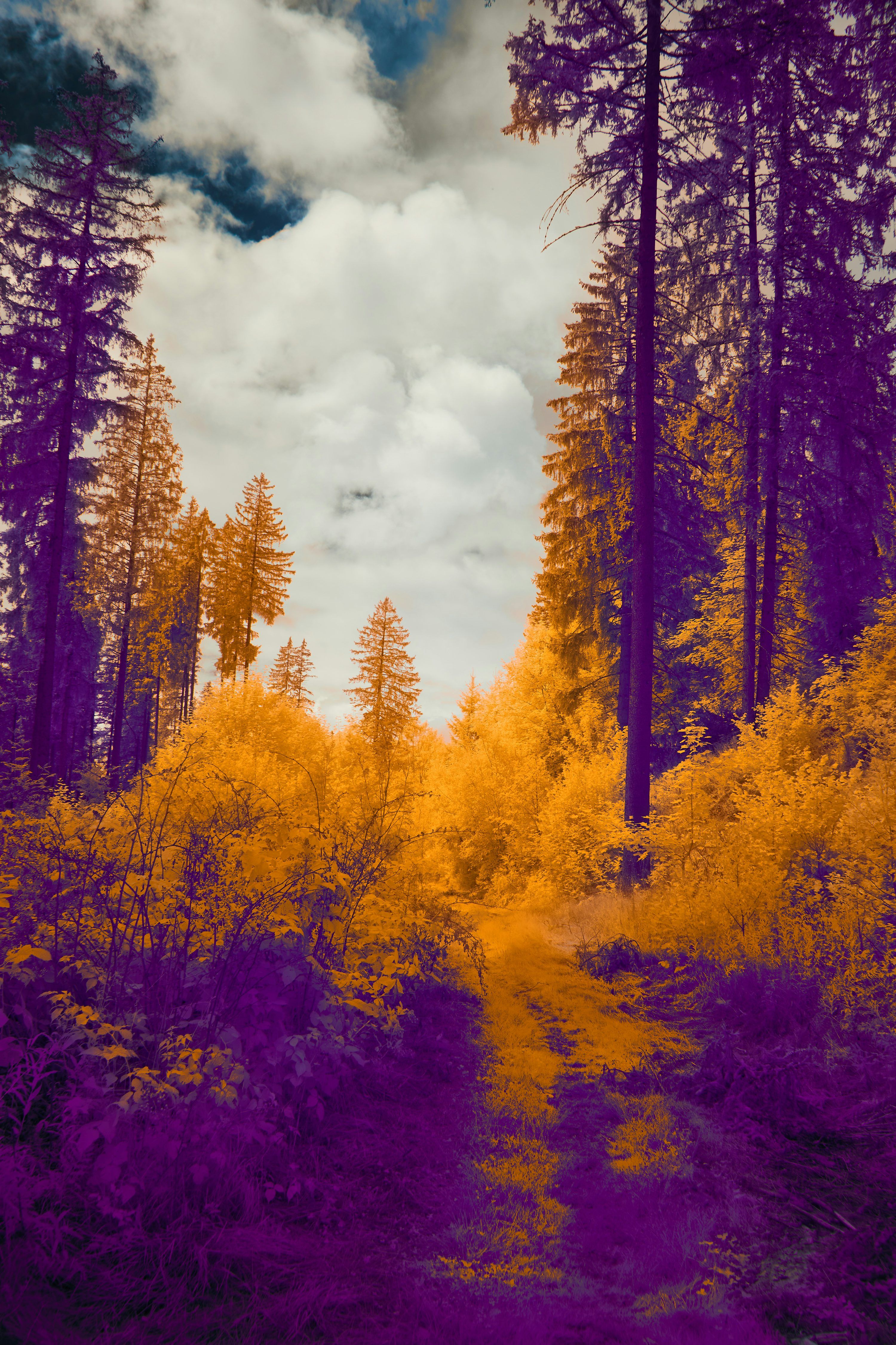 3000x4500 Vibrant forest scene with purple and orange foliage