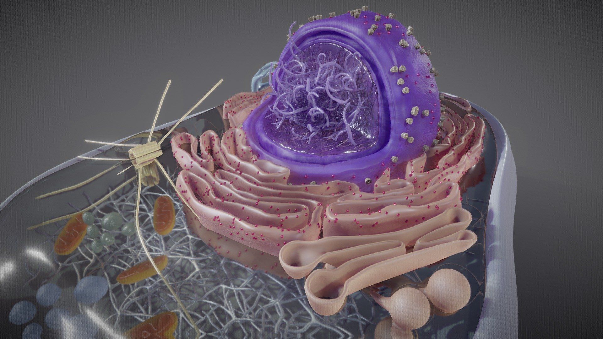 1920x1080 Eukaryotic Cell Structure