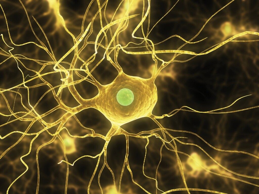 1024x768 Cell Structure and Function Knowledge Center