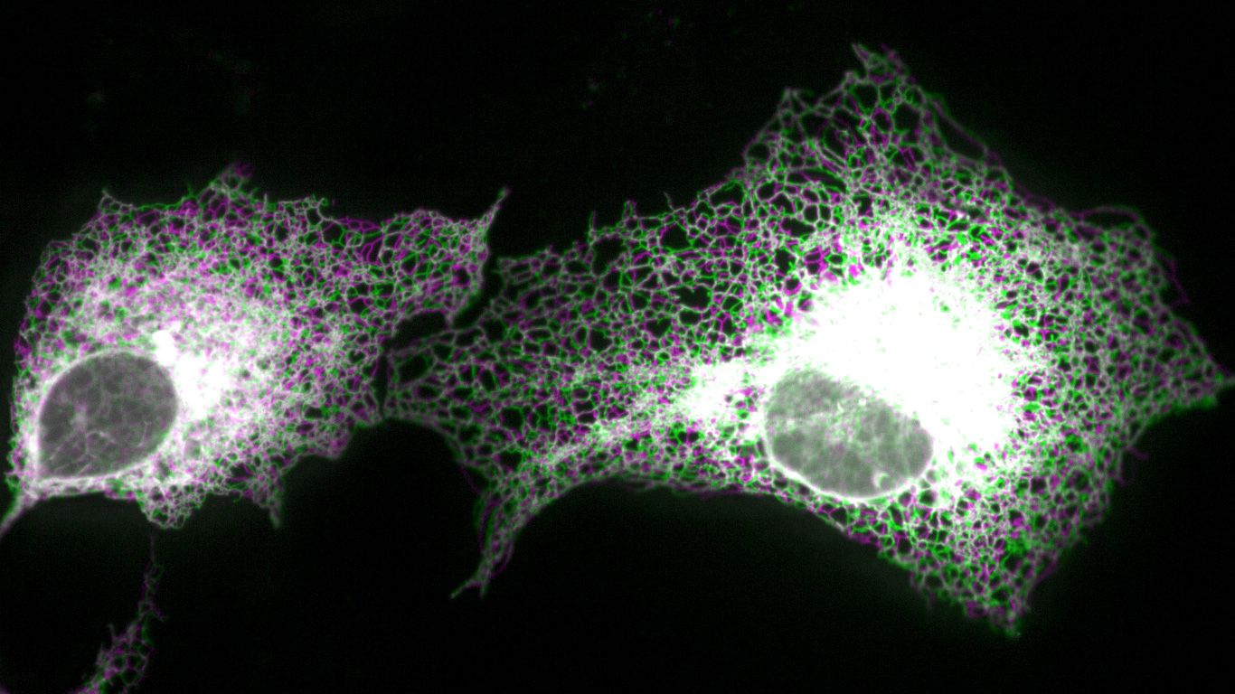1366x768 Scientists Develop Simple Model For An Intricate, Ever Evolving Cell Structure