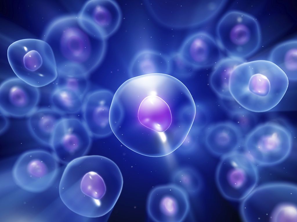 1024x768 Free Cell Nucleus & Cell Image