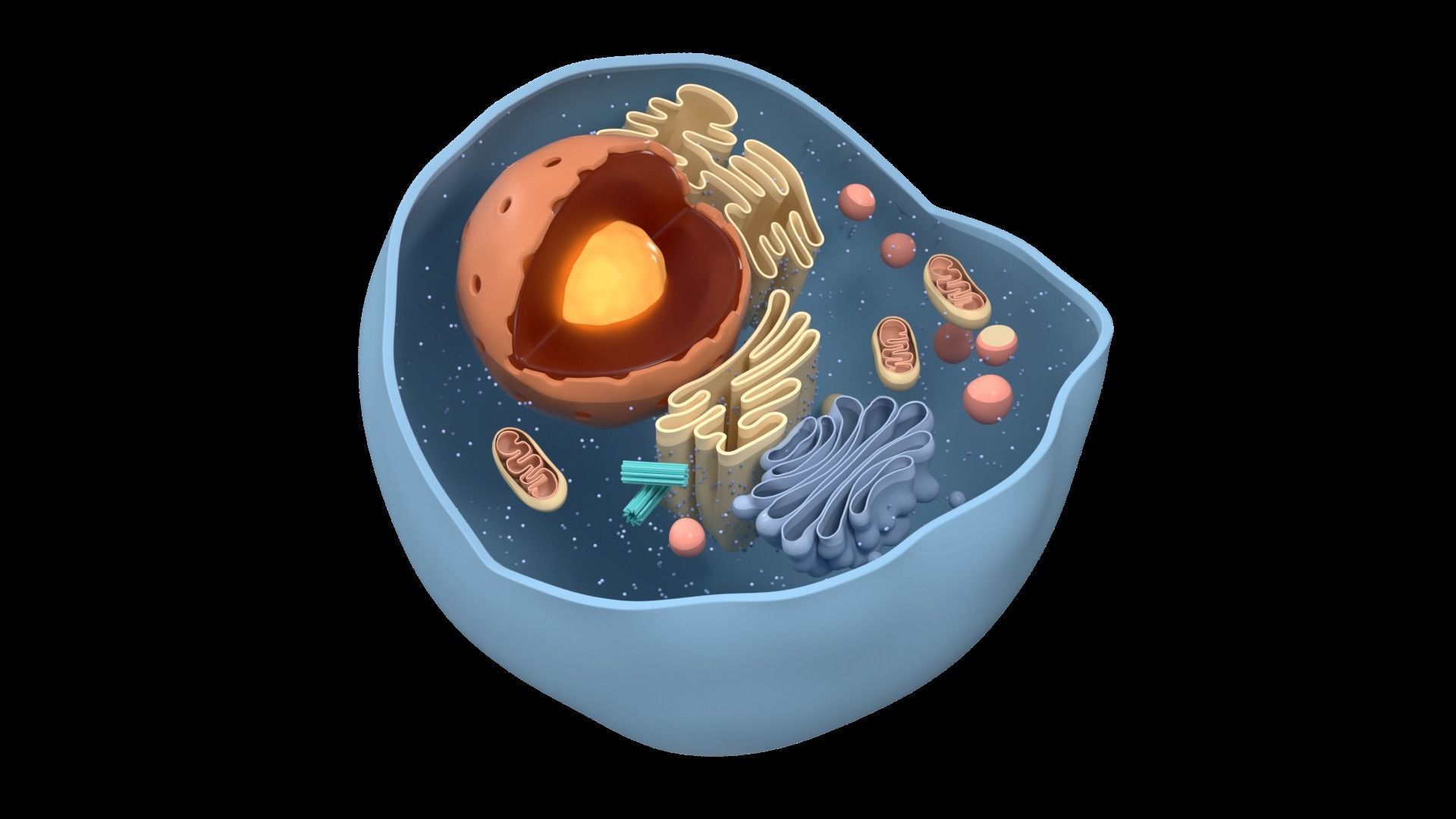 1920x1080 Cell Structure Section 3D model