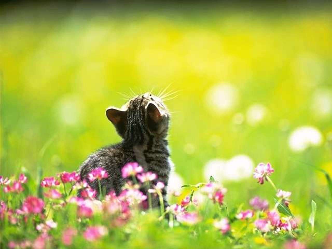 1280x960 Springtime Animals And Flowers Wallpaper