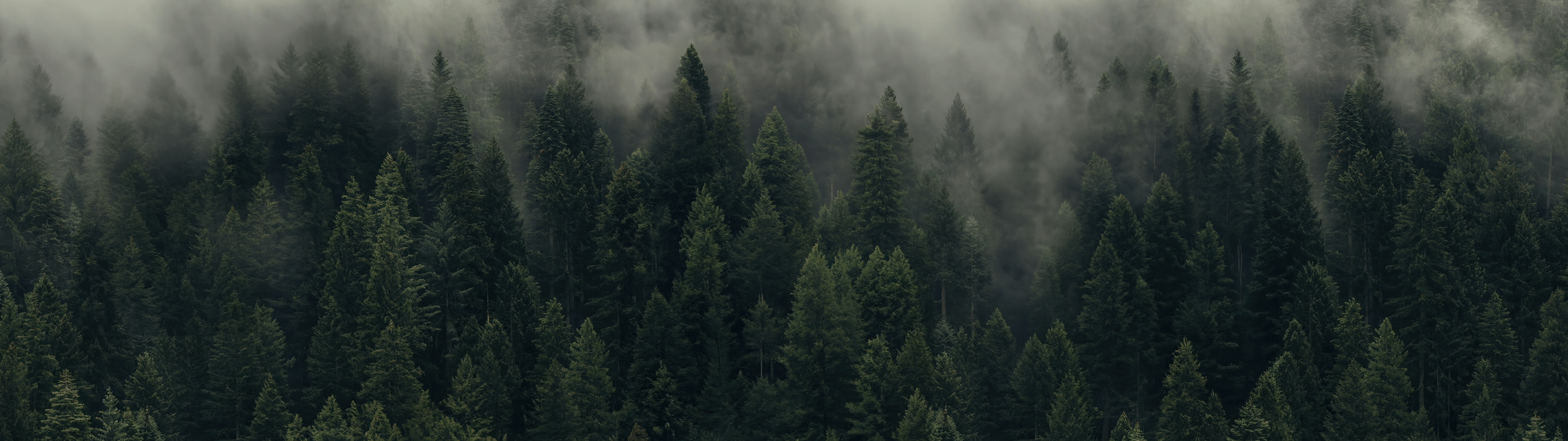 5120x1440 Forest Wallpaper
