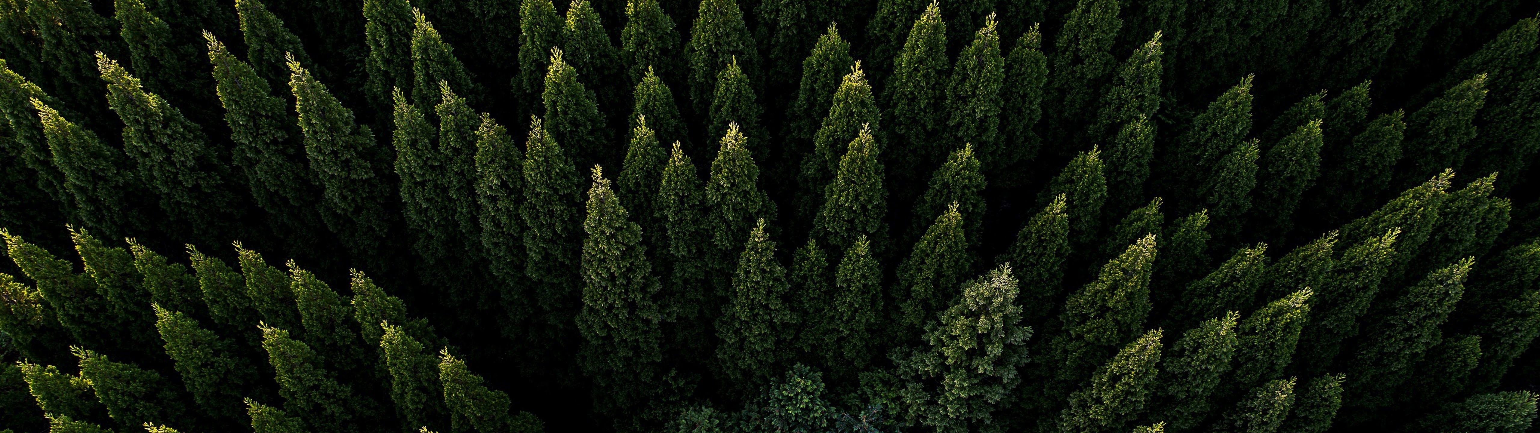 5120x1440 Forest Wallpaper