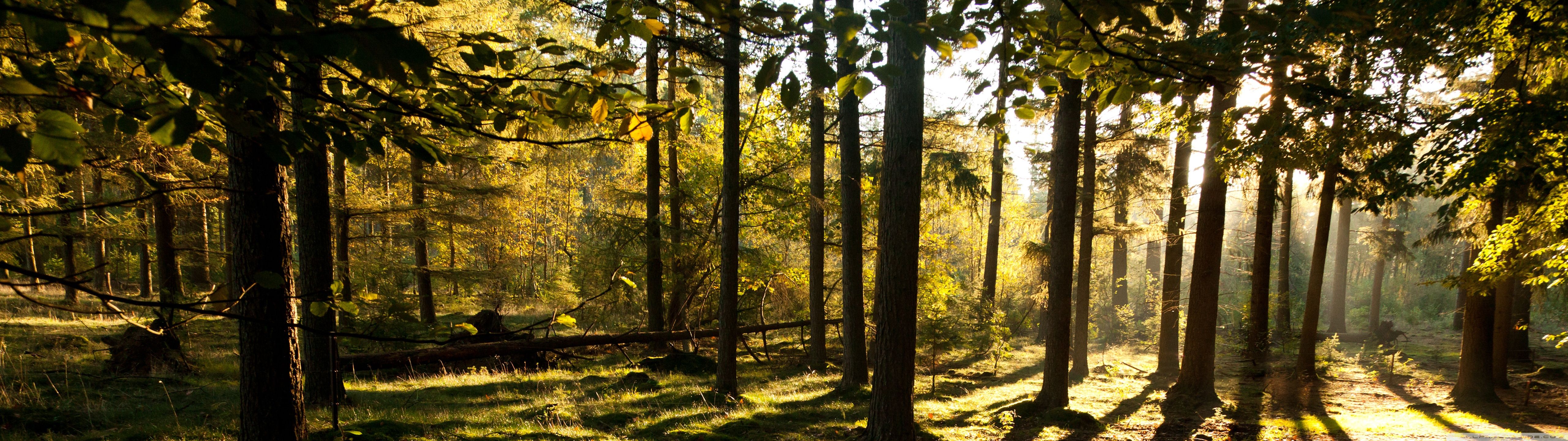 5120x1440 Forest Wallpaper