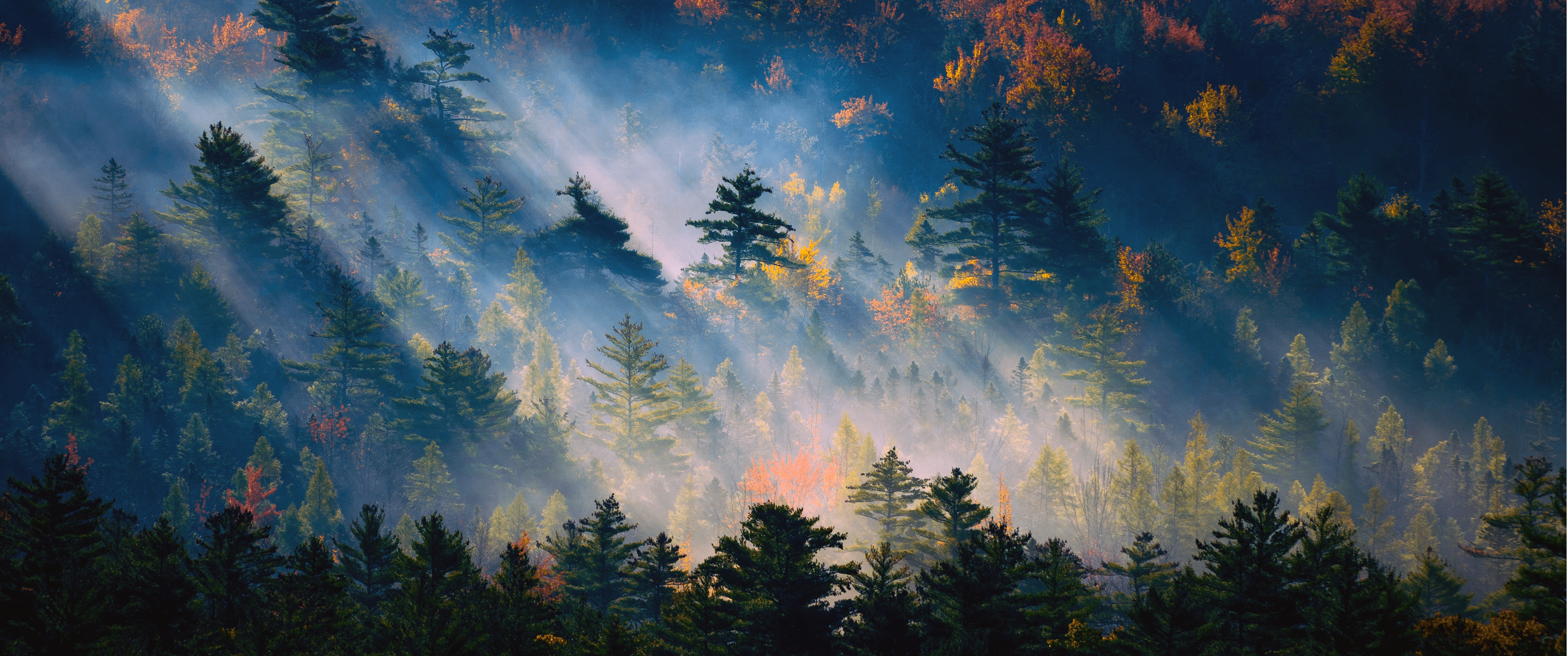 3440x1440 Forest of Light [3440x1440] + [5120x1440]
