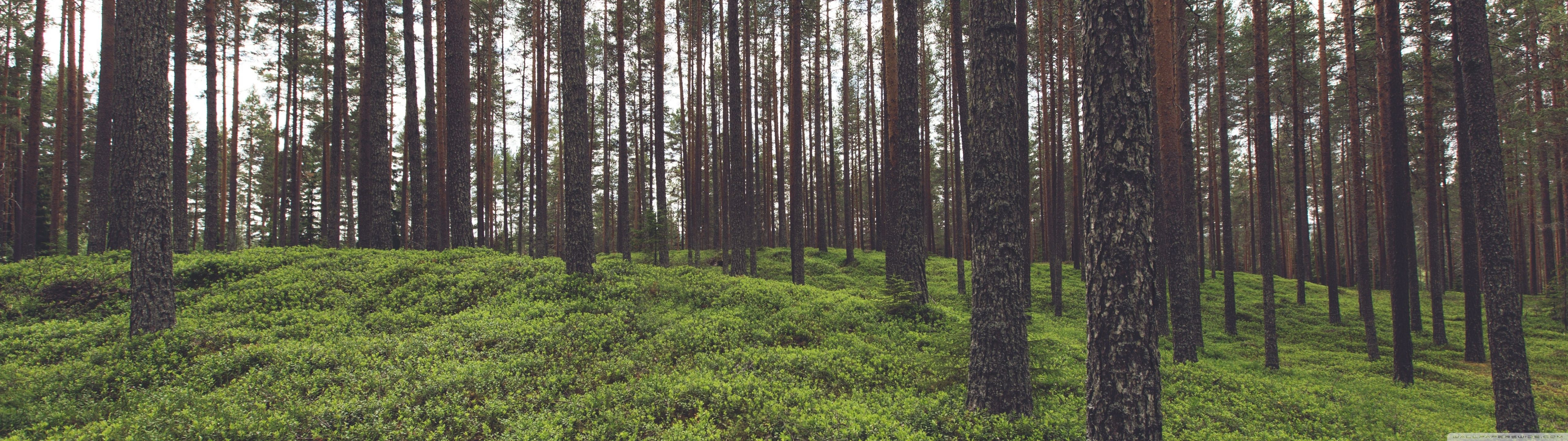 5120x1440 Forest 4K UHD Wallpaper for UltraHD Desktop and TV : Dual Monitor : Smartphone and Tablet Devices