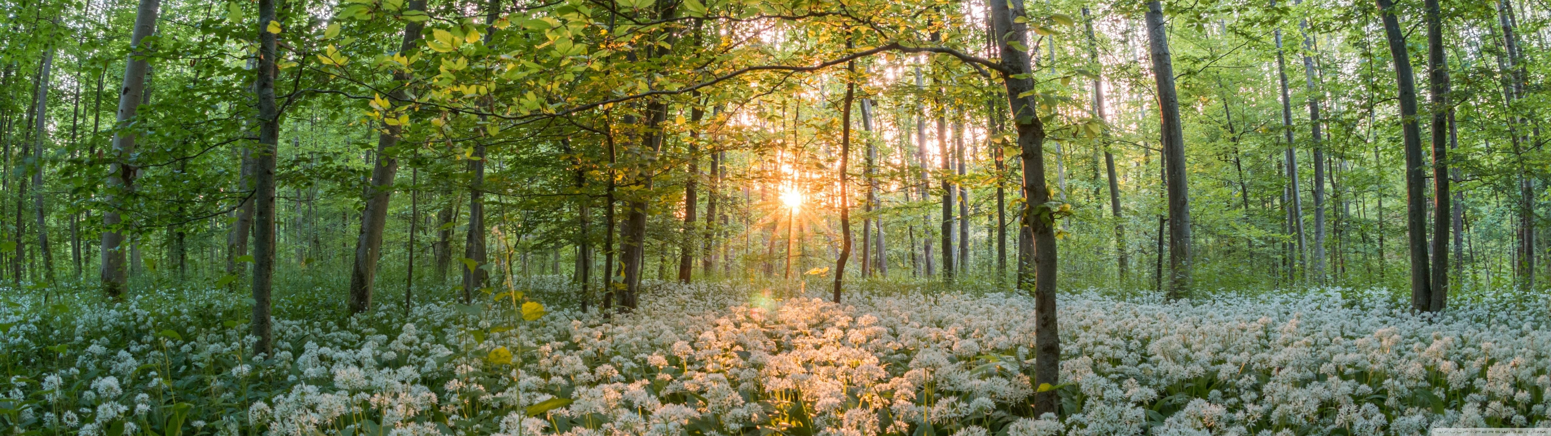 5120x1440 Forest Wallpaper