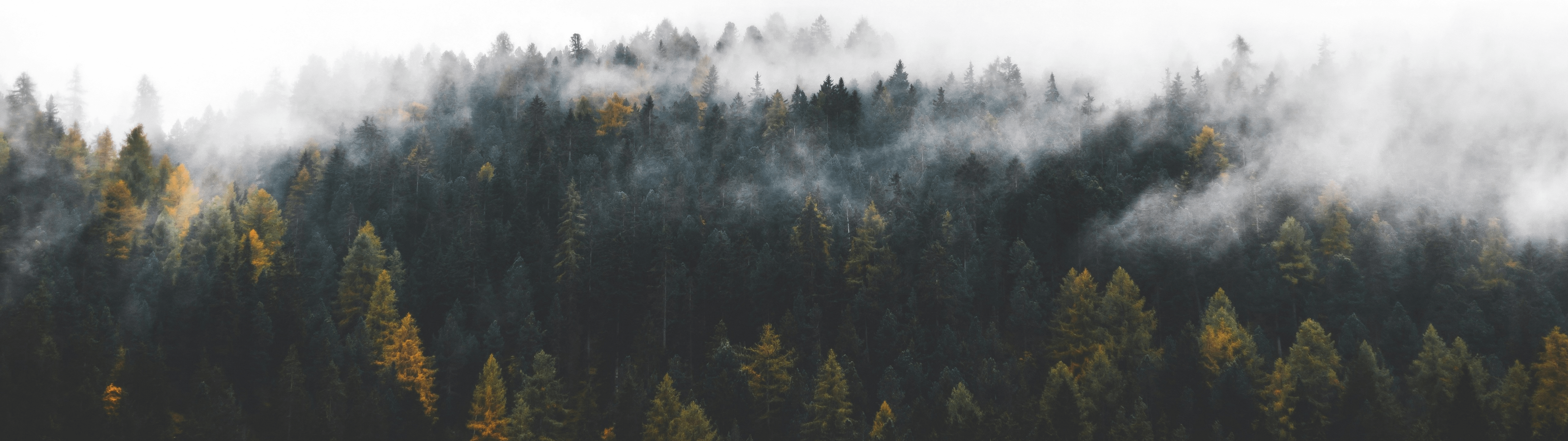 5120x1440 Forest [5120x1440]