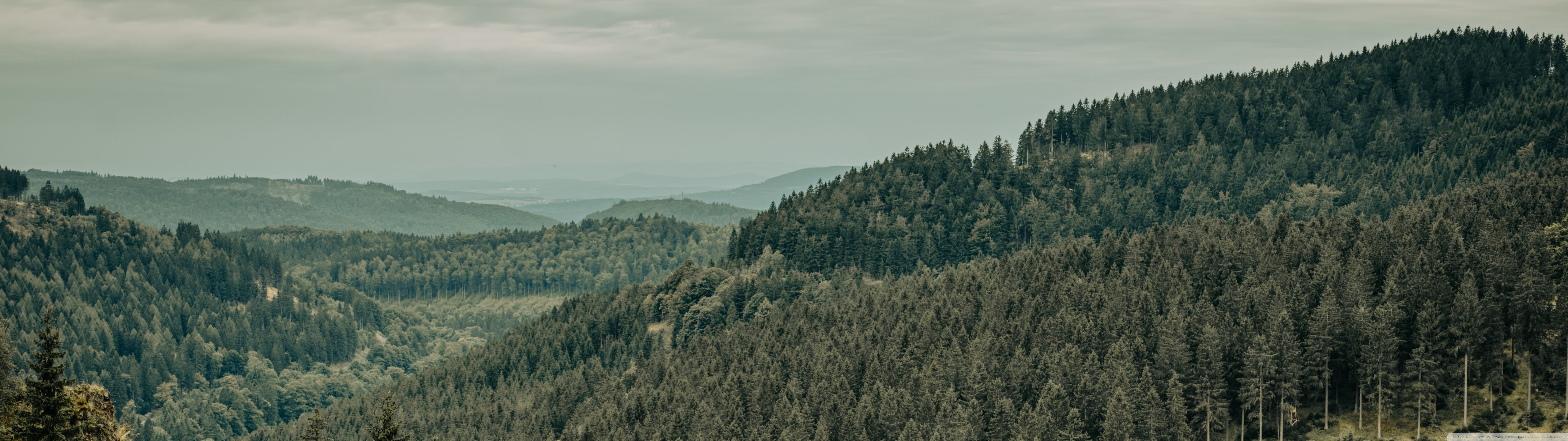 5120x1440 Endless Forest 4K UHD Wallpaper for UltraHD Desktop and TV : Dual Monitor : Smartphone and Tablet Devices