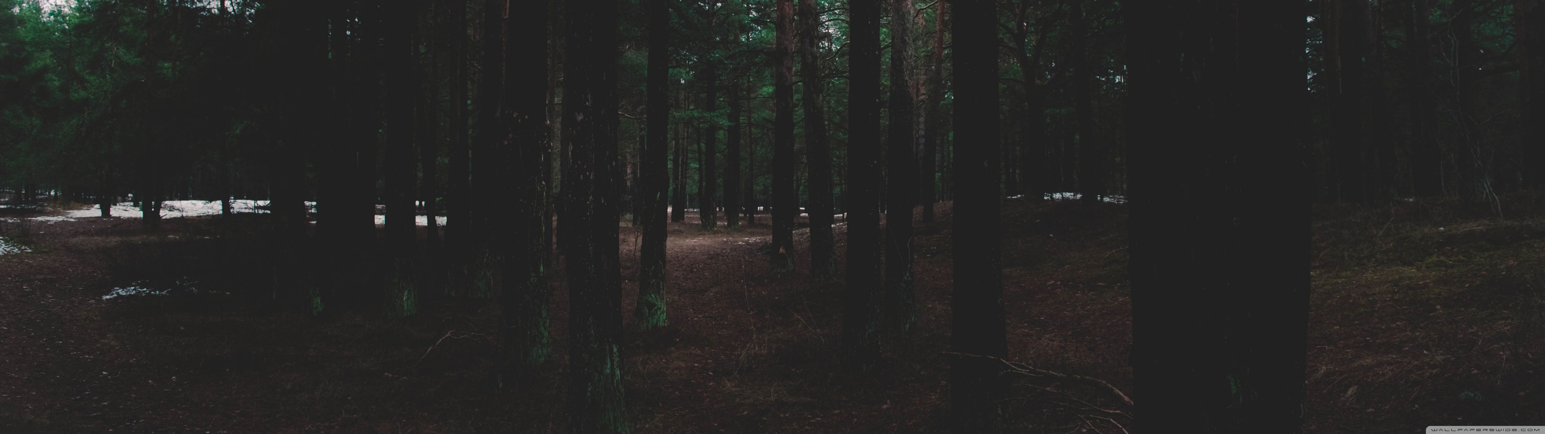 5120x1440 Forest 4K UHD Wallpaper for UltraHD Desktop and TV : Widescreen and UltraWide Display : Dual Monitor : Smartphone and Tablet Devices