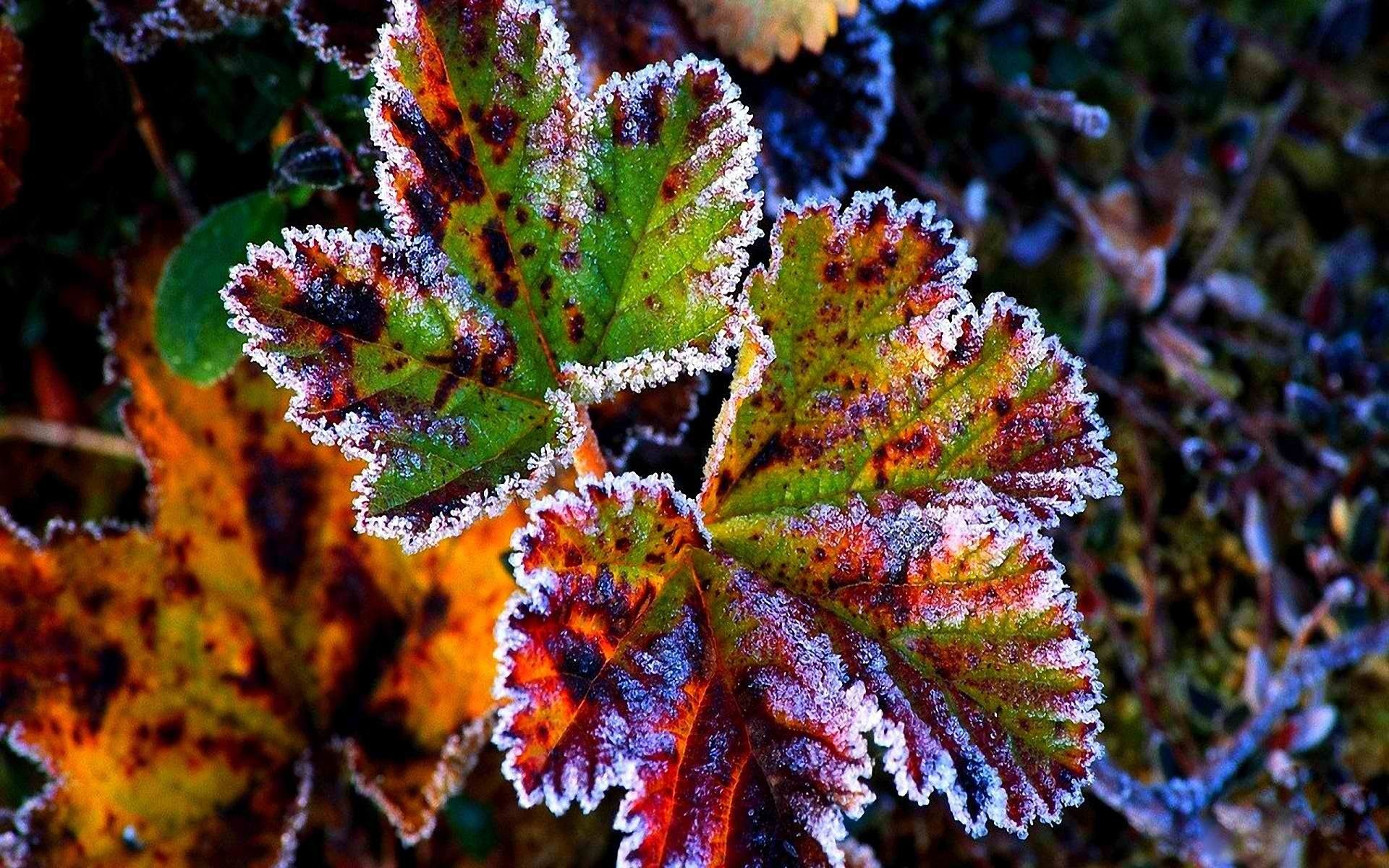 1920x1200 nature, Winter, The, First, Snow, Red, Leaves, Frost, Grass, Autumn Wallpaper HD / Desktop and Mobile Background